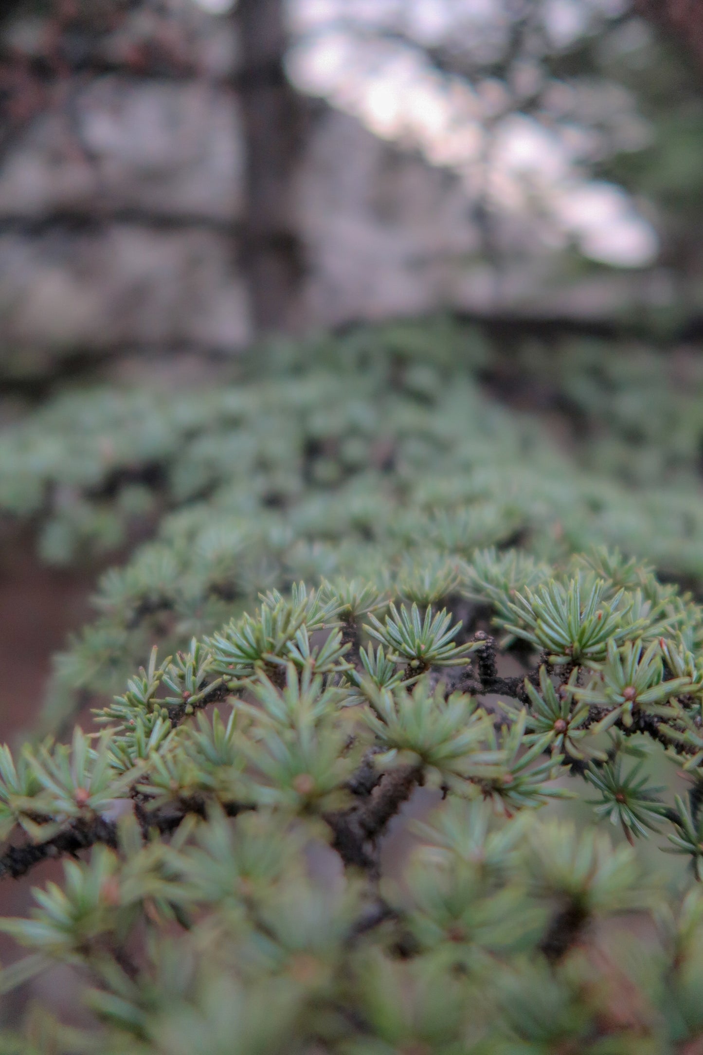 TROODOS / ΤΡΌΟΔΟΣ solid botanical perfume
