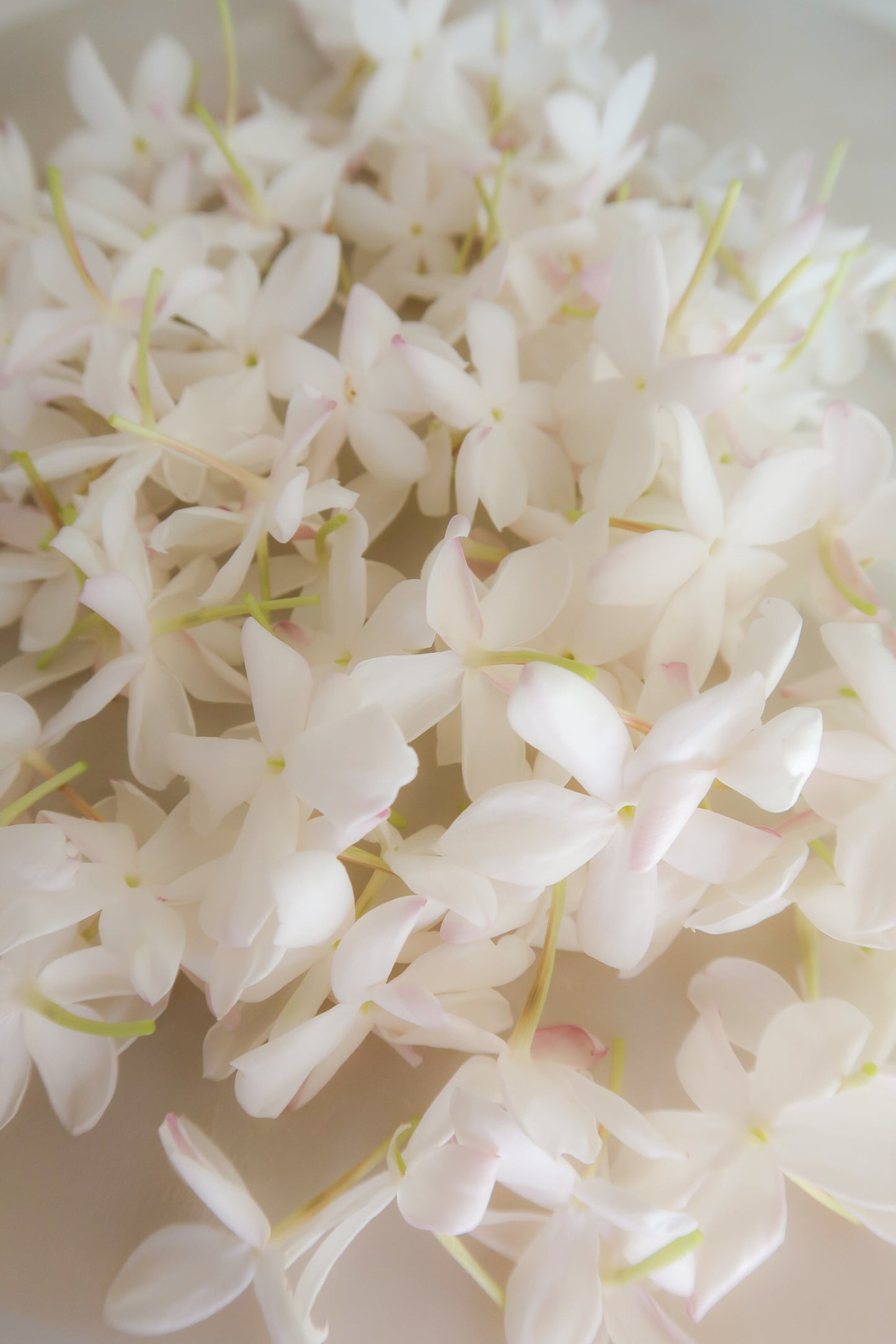 JASMINE enfleurage / solid aroma