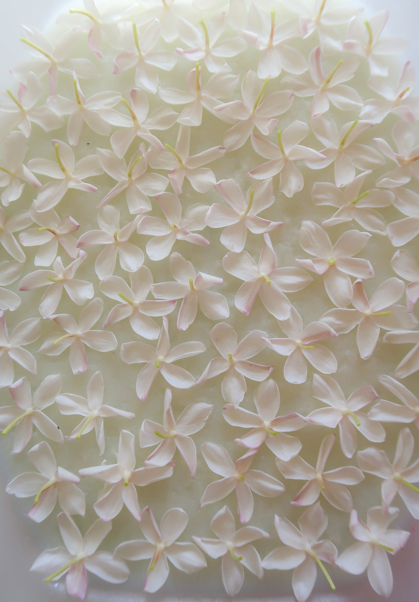 JASMINE enfleurage / solid aroma