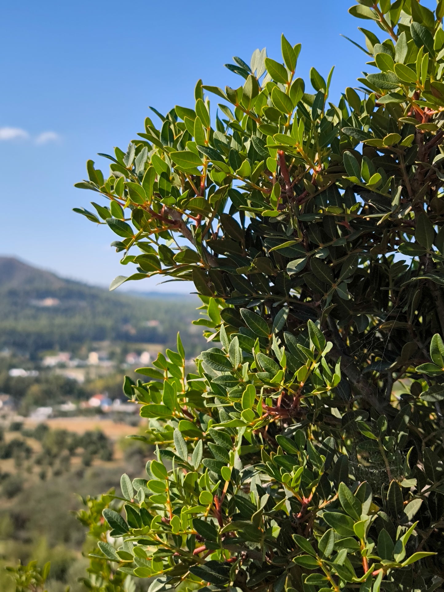 PYRGA / ΠΥΡΓΑ botanical aroma - a gourmand fougere (sweet forest scent)