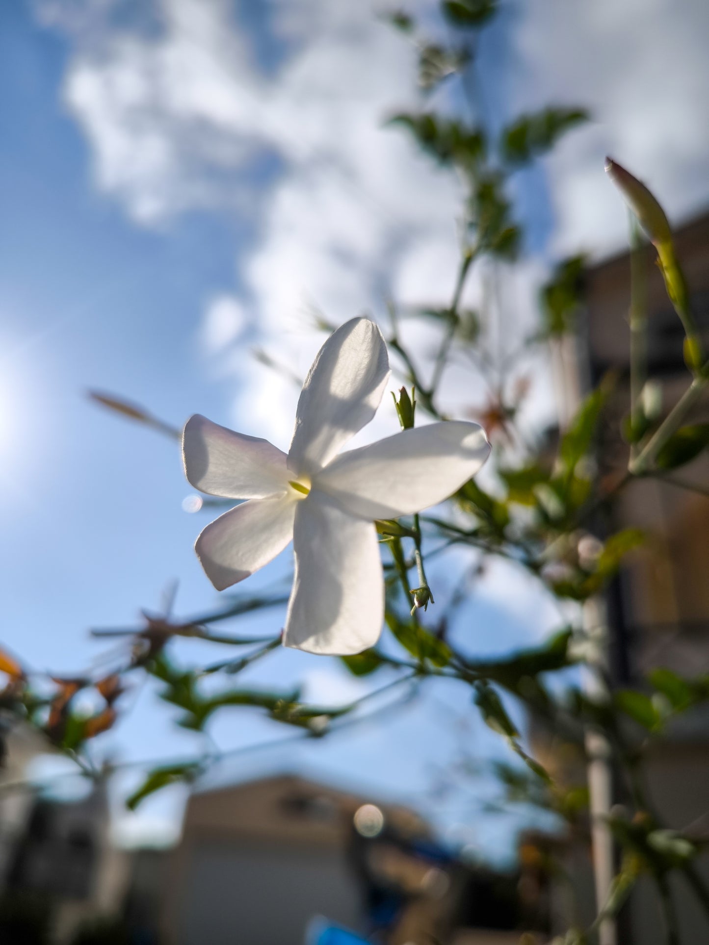 JASMINE enfleurage / solid aroma