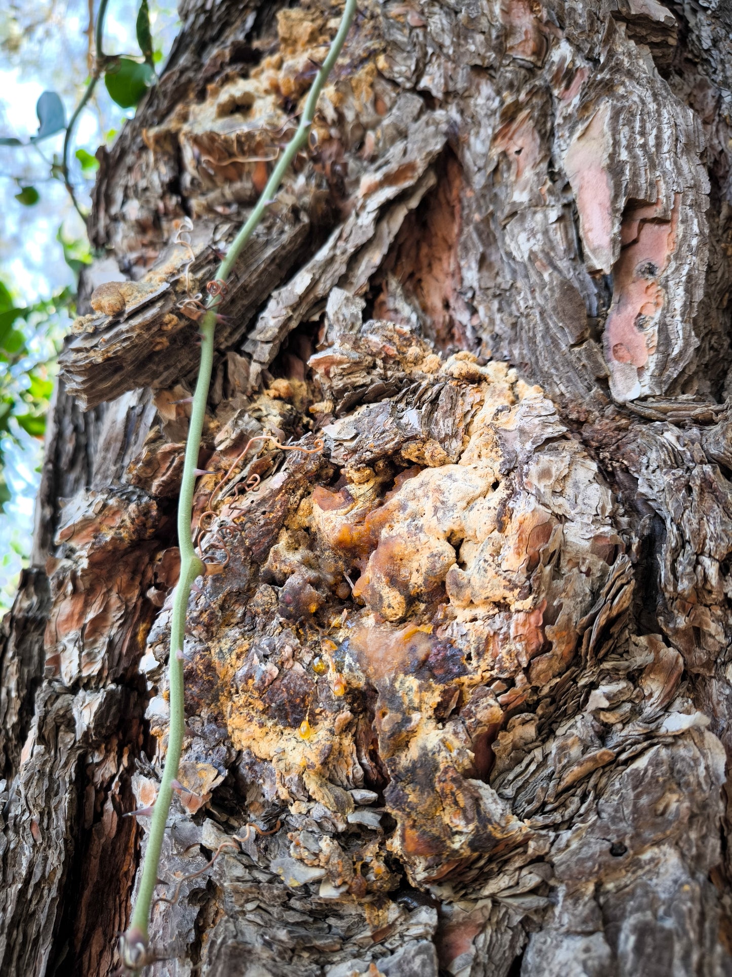 PIPI MOUNTAIN / ΤΟ ΒΟΥΝΌ ΤΟΥ ΠΙΠΗ solid botanical aroma - woody amber