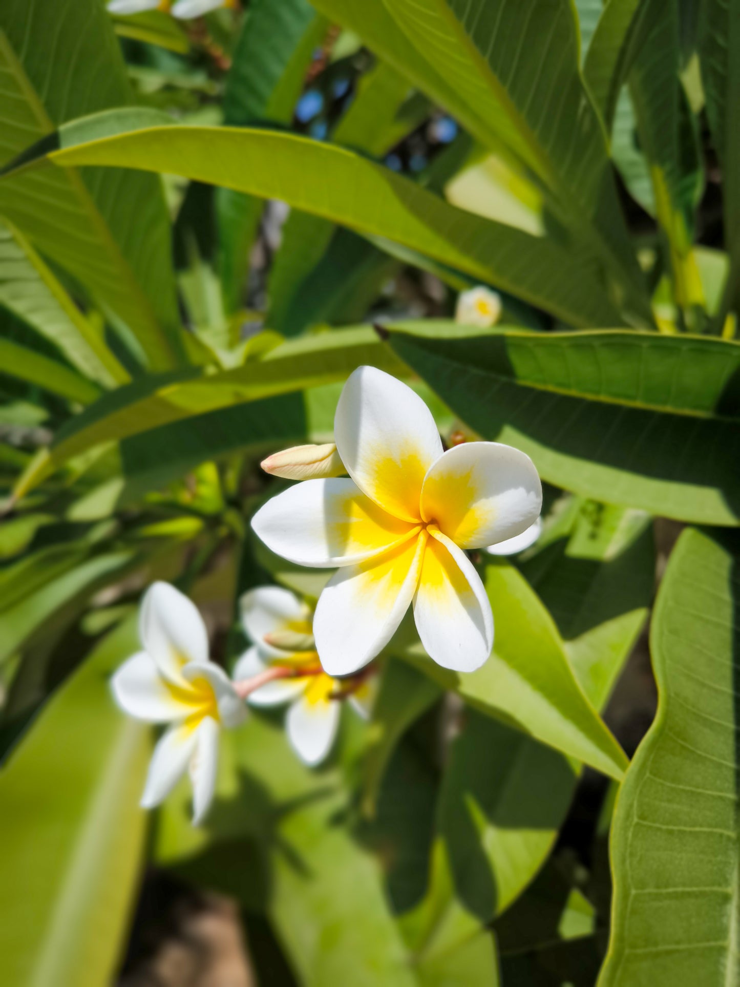 PARALIA / ΠΑΡΑΛΊΑ solid botanical aroma - a floral Chypre style scent