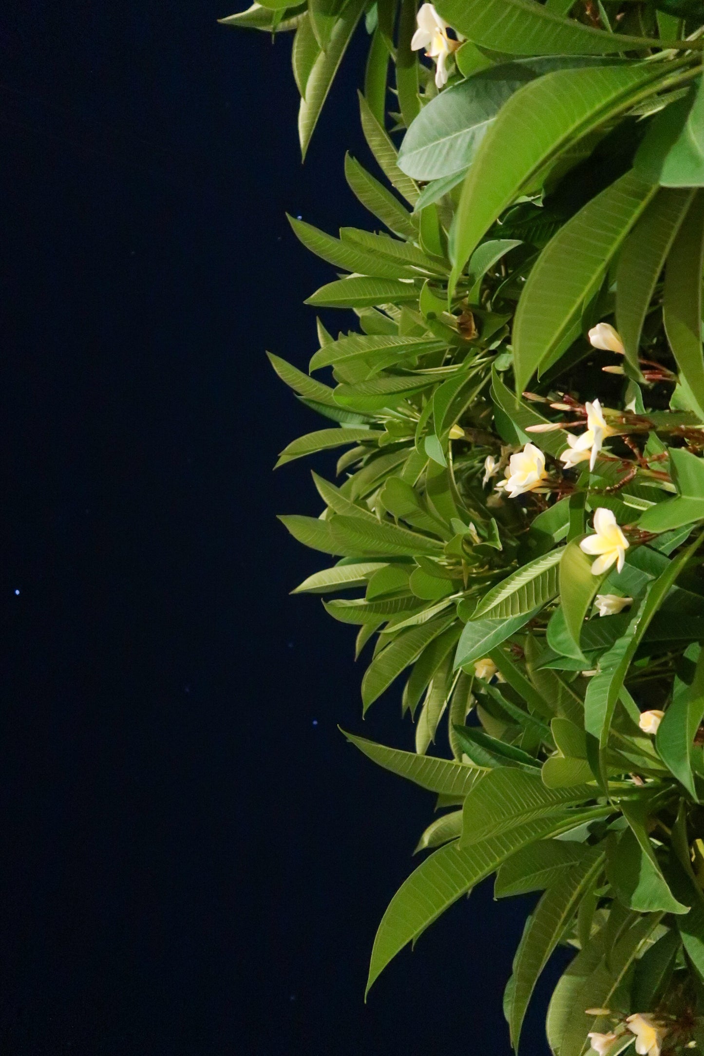 PARALIA / ΠΑΡΑΛΊΑ perfume oil - a floral Chypre, 10 ml