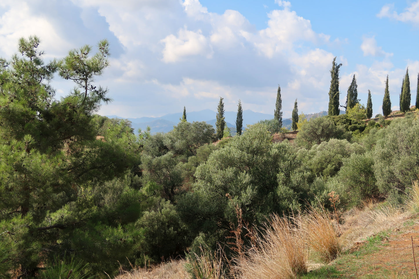 PYRGA / ΠΥΡΓΑ botanical aroma - a gourmand fougere (sweet forest scent)