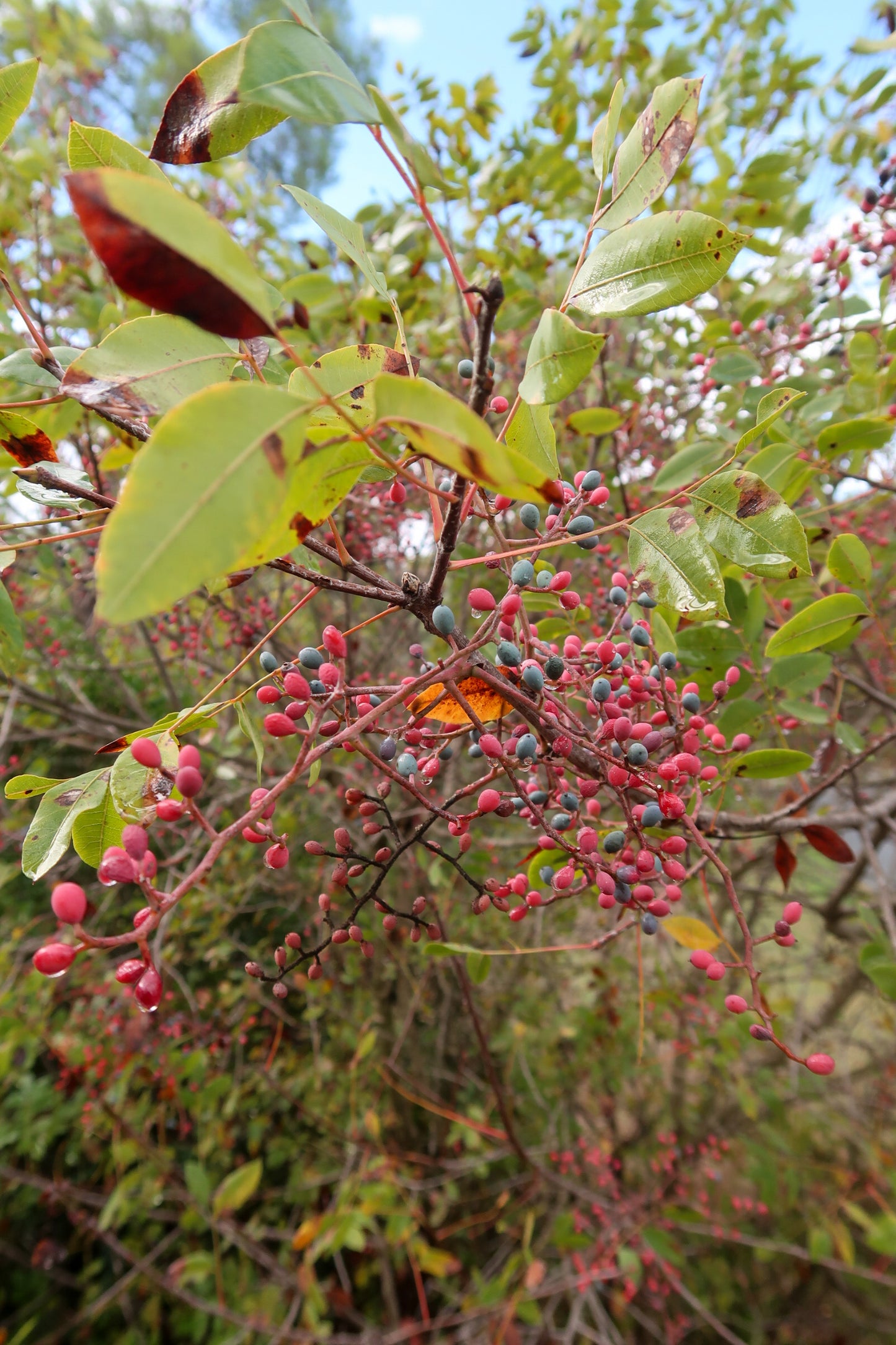 PYRGA / ΠΥΡΓΑ botanical aroma - a gourmand fougere (sweet forest scent)
