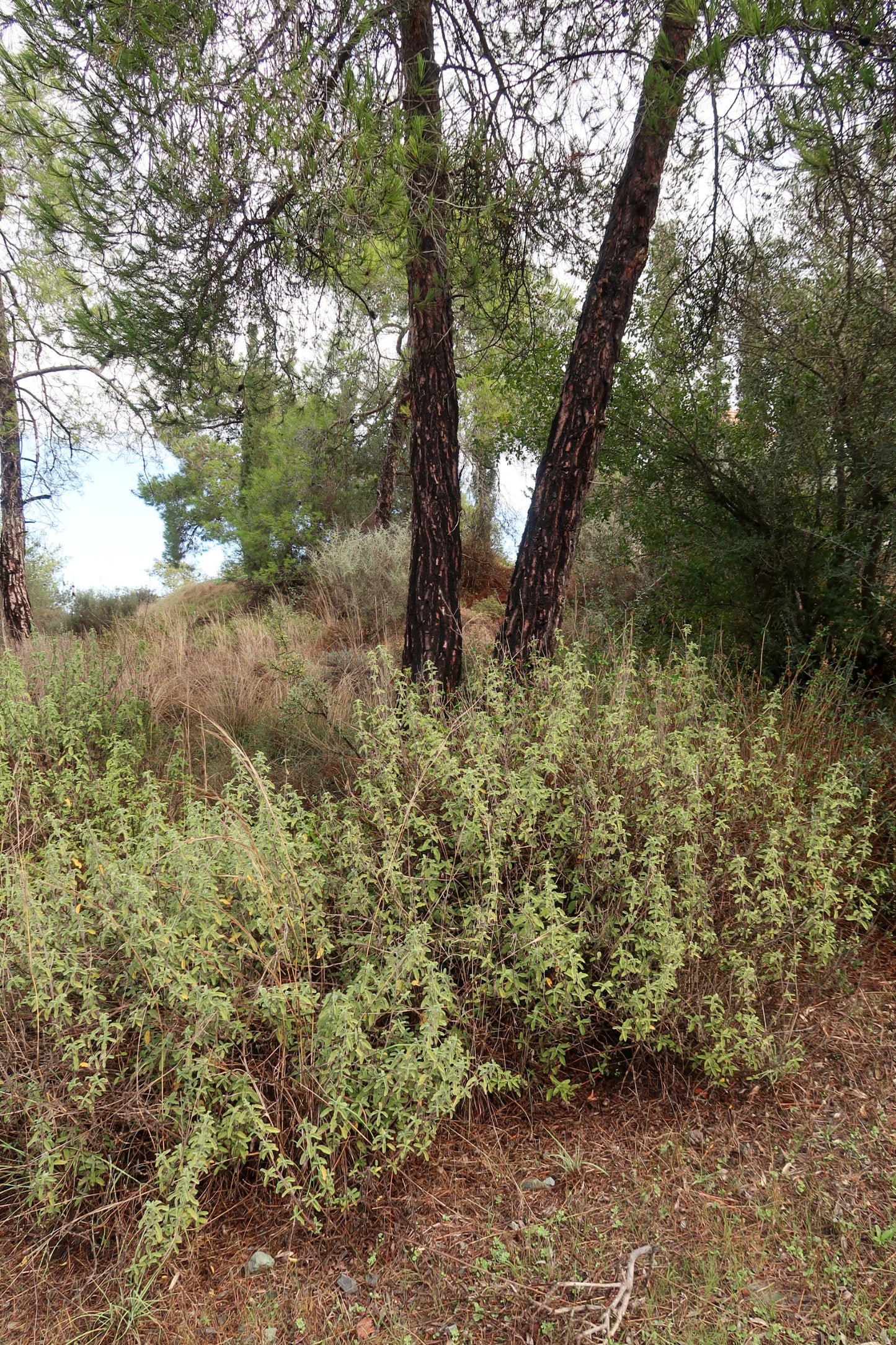 PYRGA / ΠΥΡΓΑ botanical aroma - a gourmand fougere (sweet forest scent)