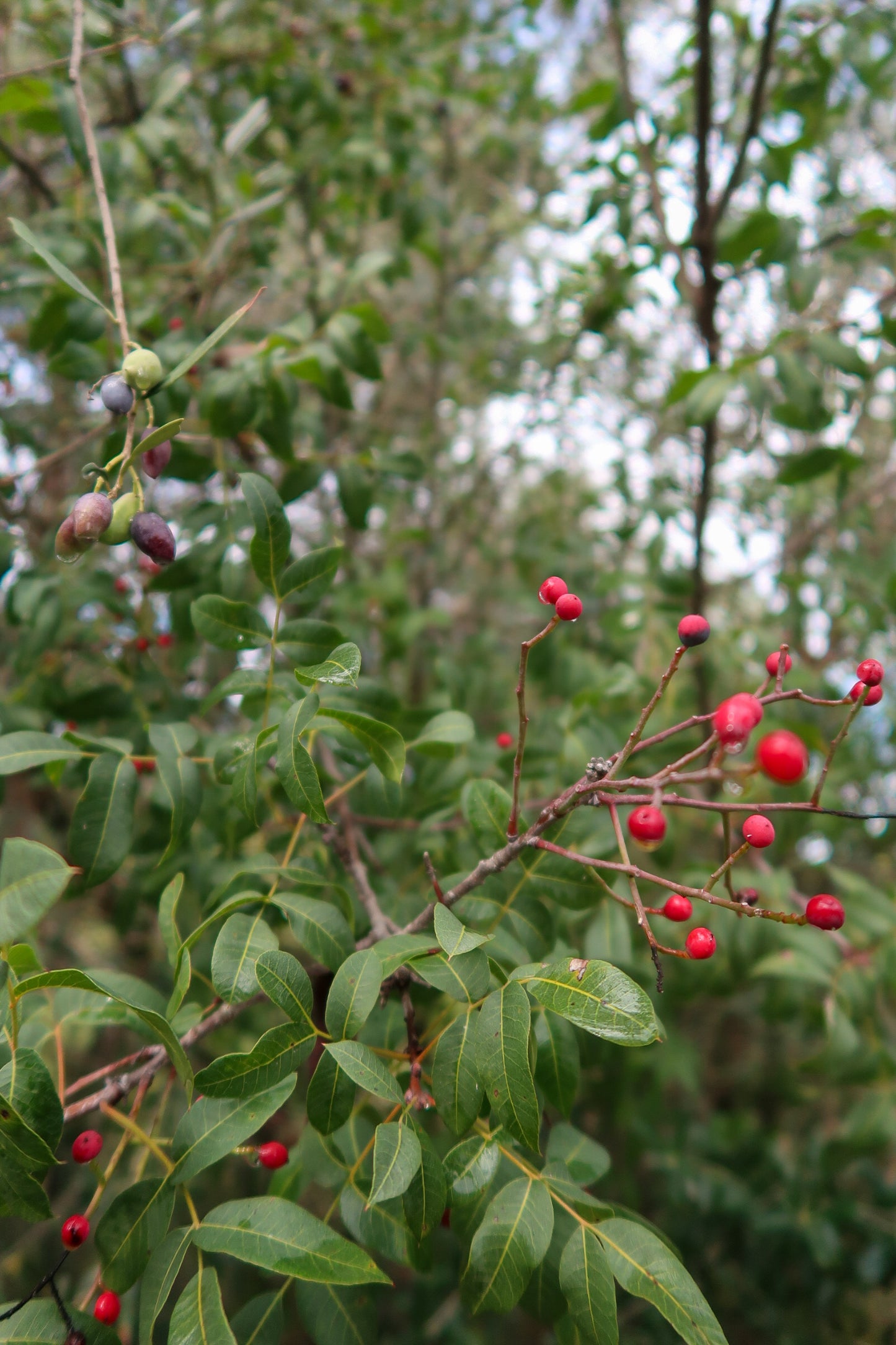 PYRGA / ΠΥΡΓΑ botanical aroma - a gourmand fougere (sweet forest scent)