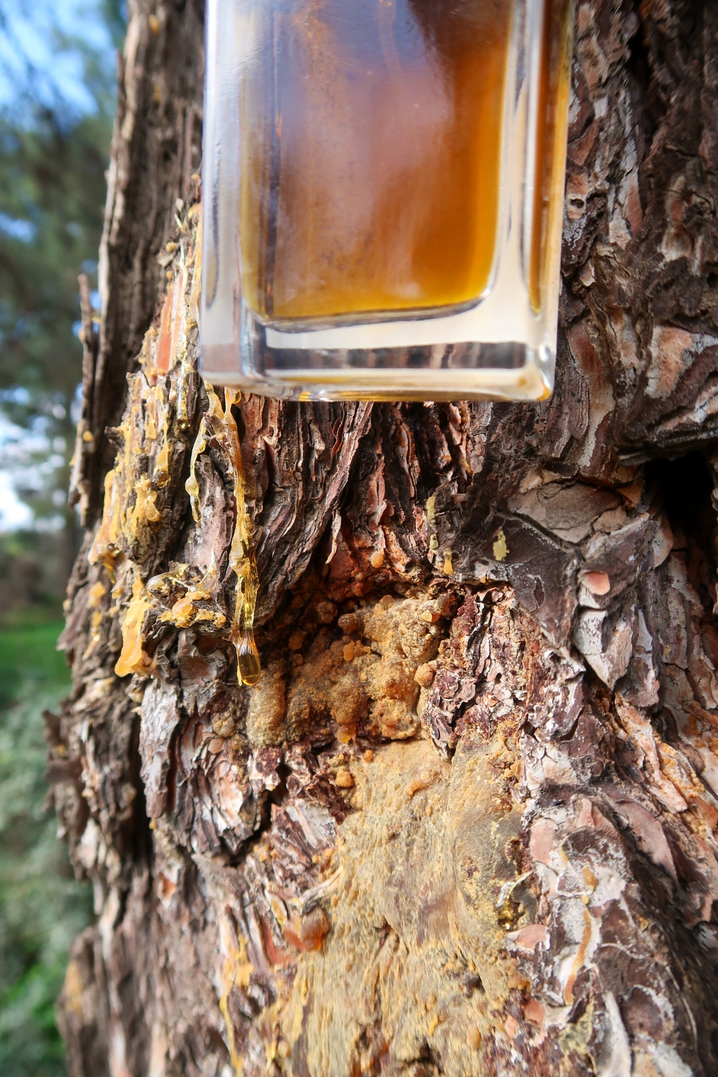 PYRGA / ΠΥΡΓΑ botanical aroma - a gourmand fougere (sweet forest scent)