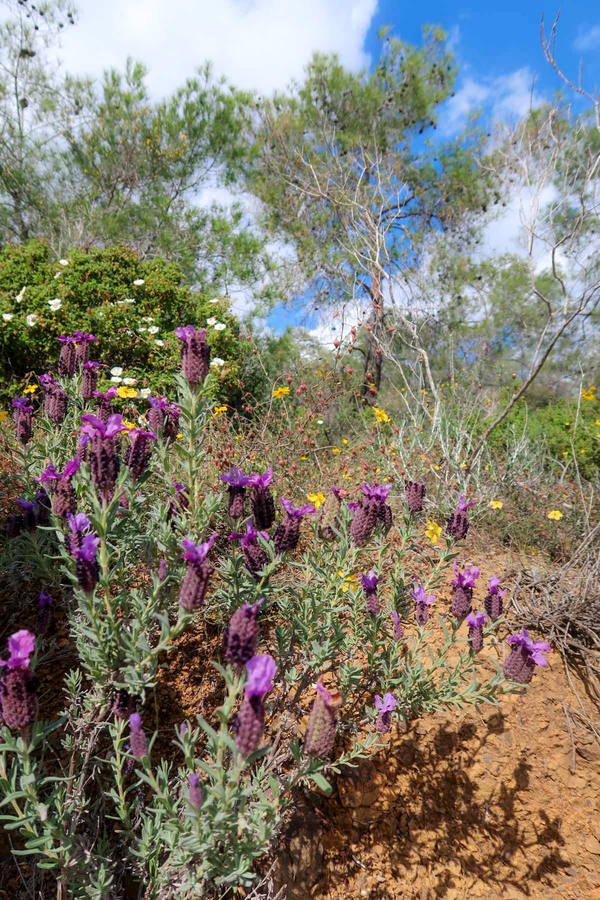 PYRGA / ΠΥΡΓΑ botanical aroma - a gourmand fougere (sweet forest scent)