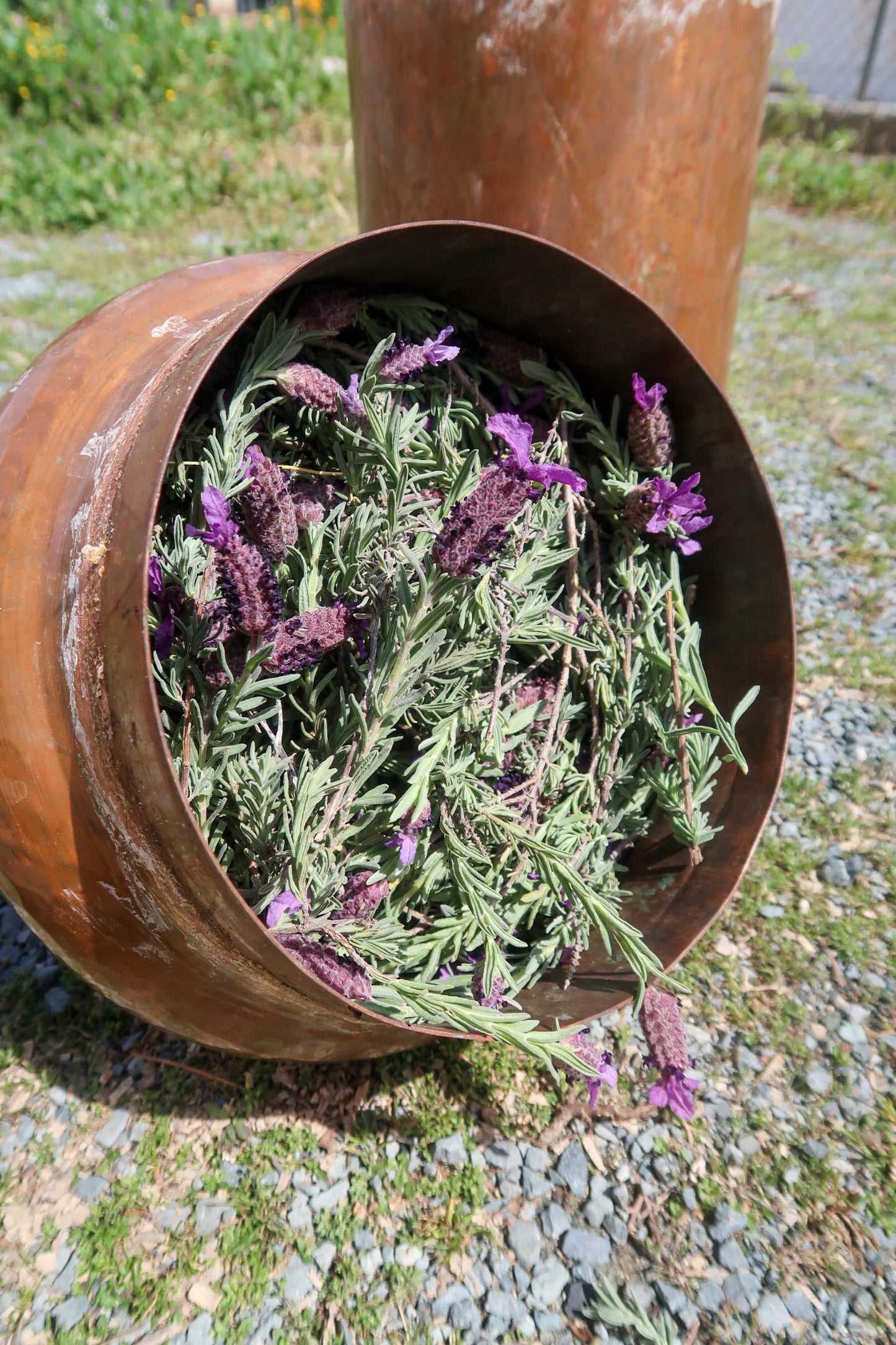 CYPRUS LAVENDER HYDROSOL / Lavender stoechas plant water