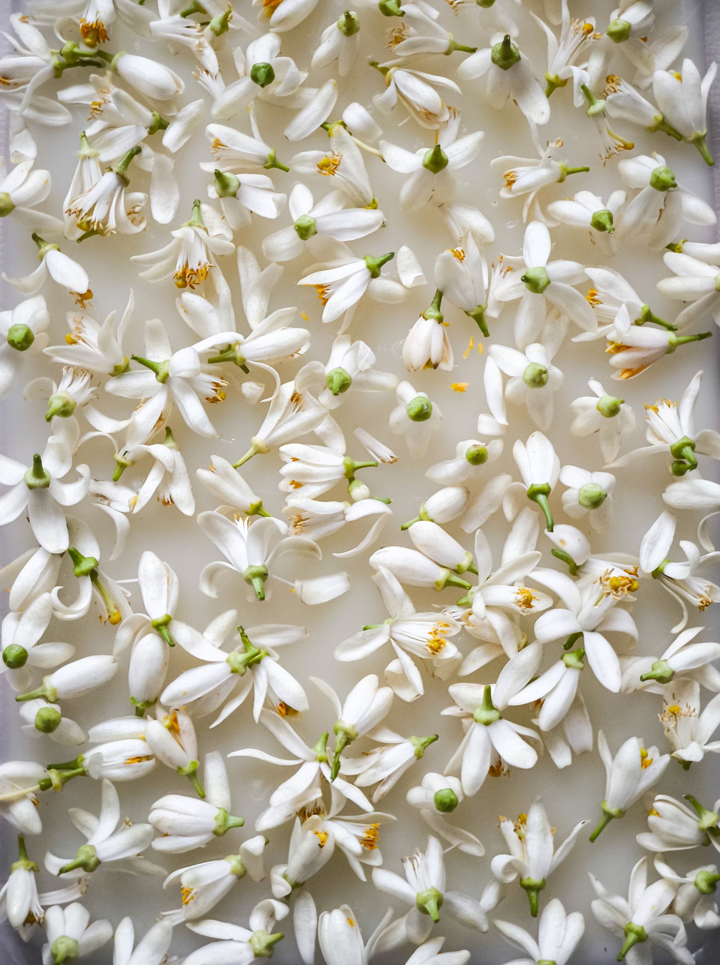 NEROLI (bitter orange blossom) ENFLEURAGE / solid aroma