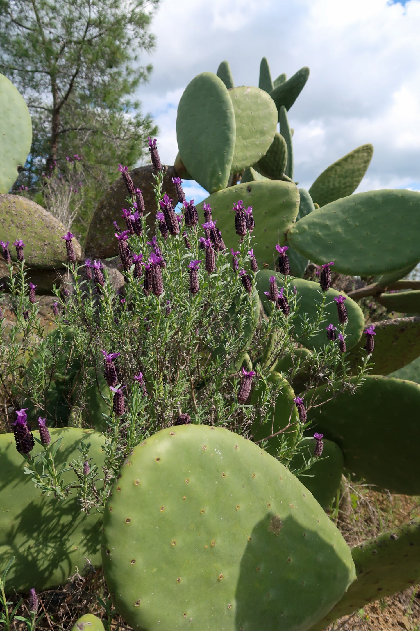 CYPRUS LAVENDER HYDROSOL / Lavender stoechas plant water