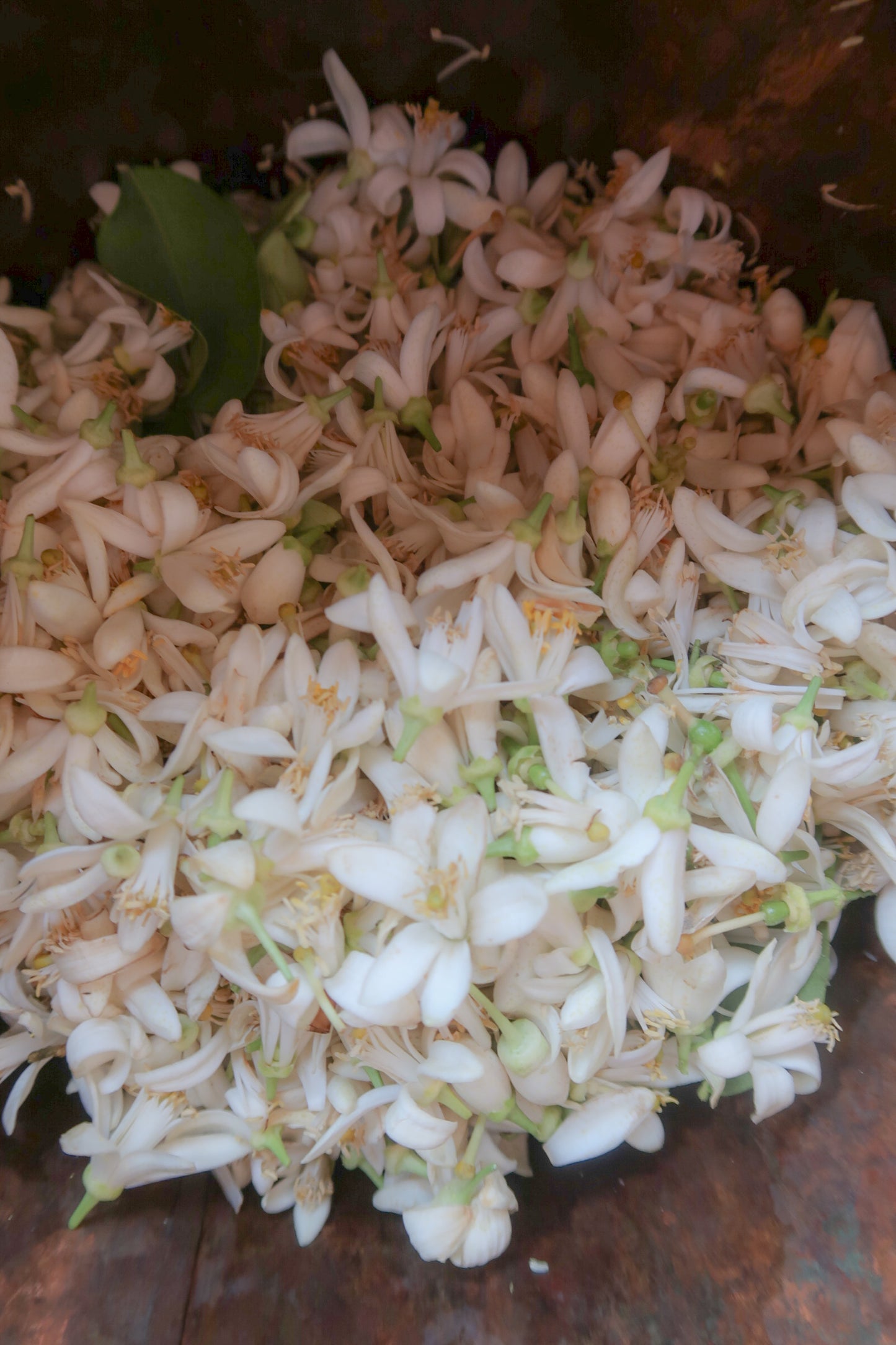 MELI / ΜΈΛΙ solid botanical aroma - honeyed bouquet of spring flowers