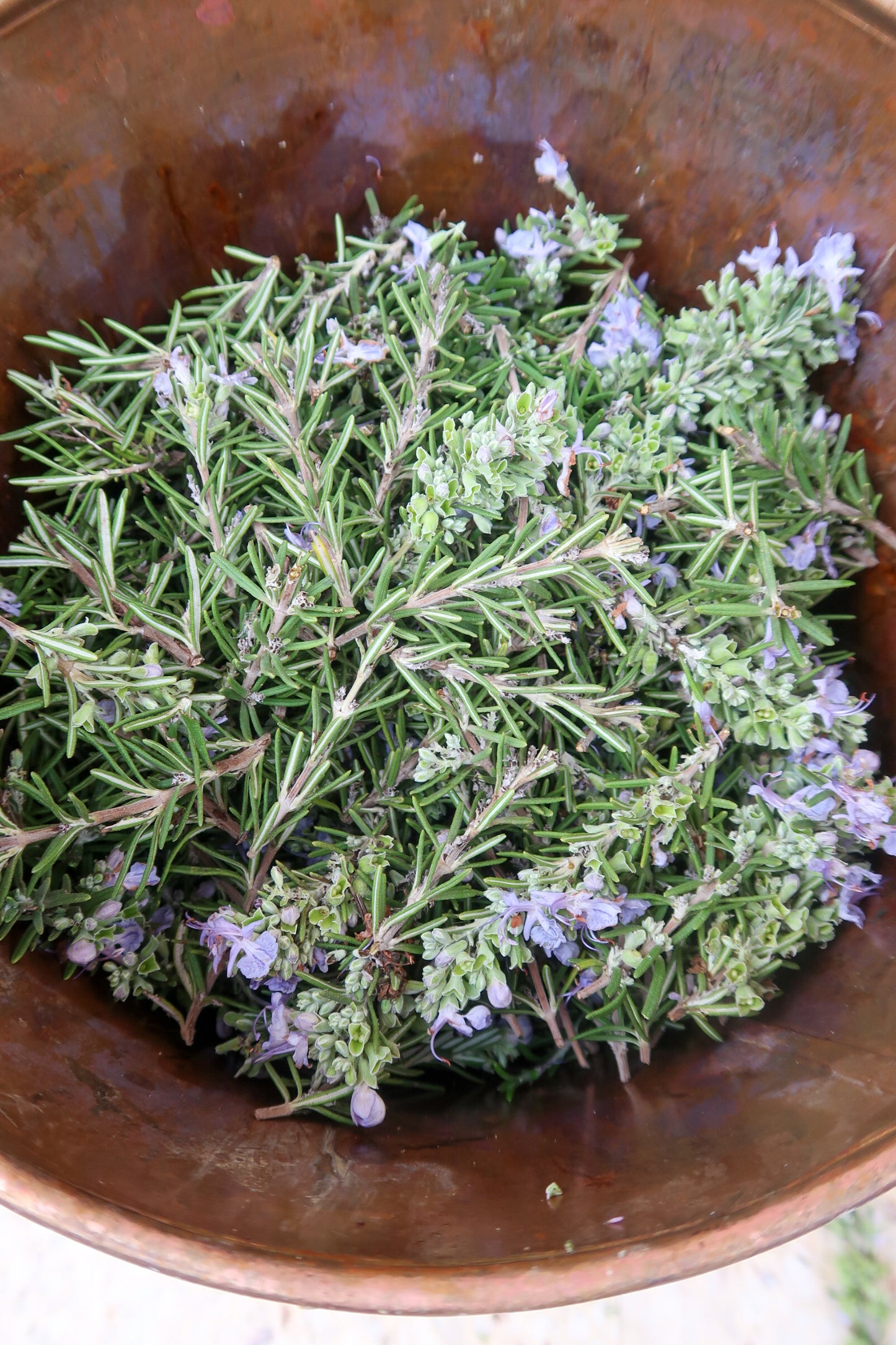 ROSEMARY HYDROSOL / Salvia rosmarinus plant water