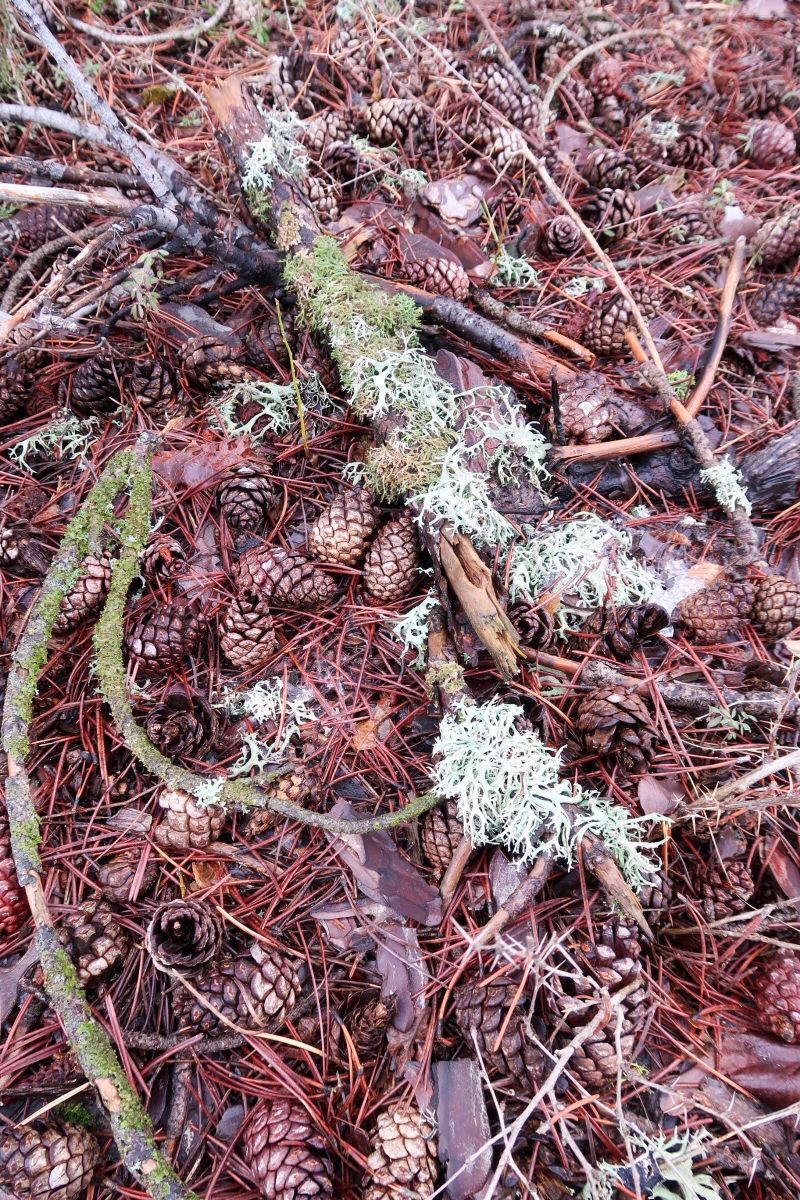 The Forest in a Bottle: Phytoncides, Botanicals & the Living Scent of Cyprus