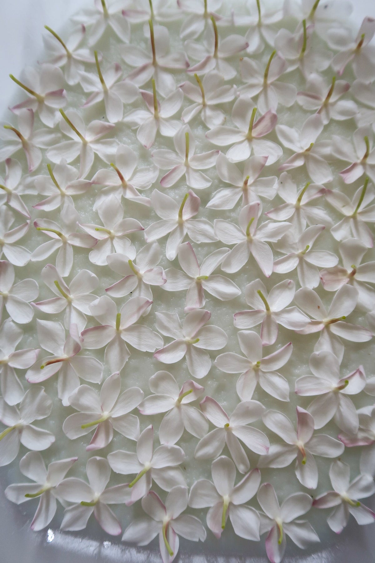 Why I Made the Switch: From Conventional to Botanical Perfume, the Halkos Way