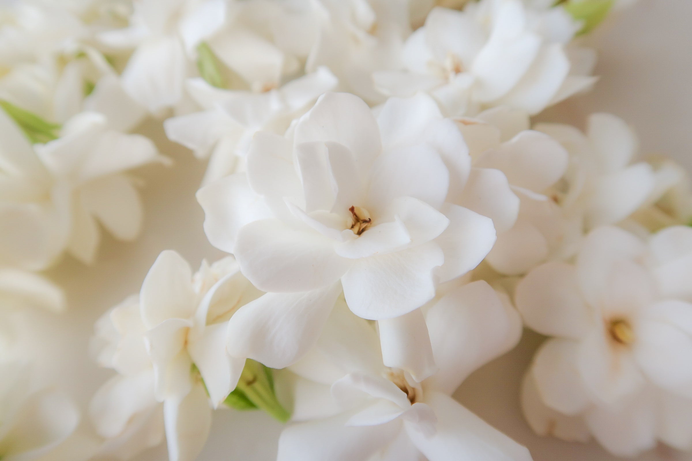 GARDENIA enfleurage / solid aroma