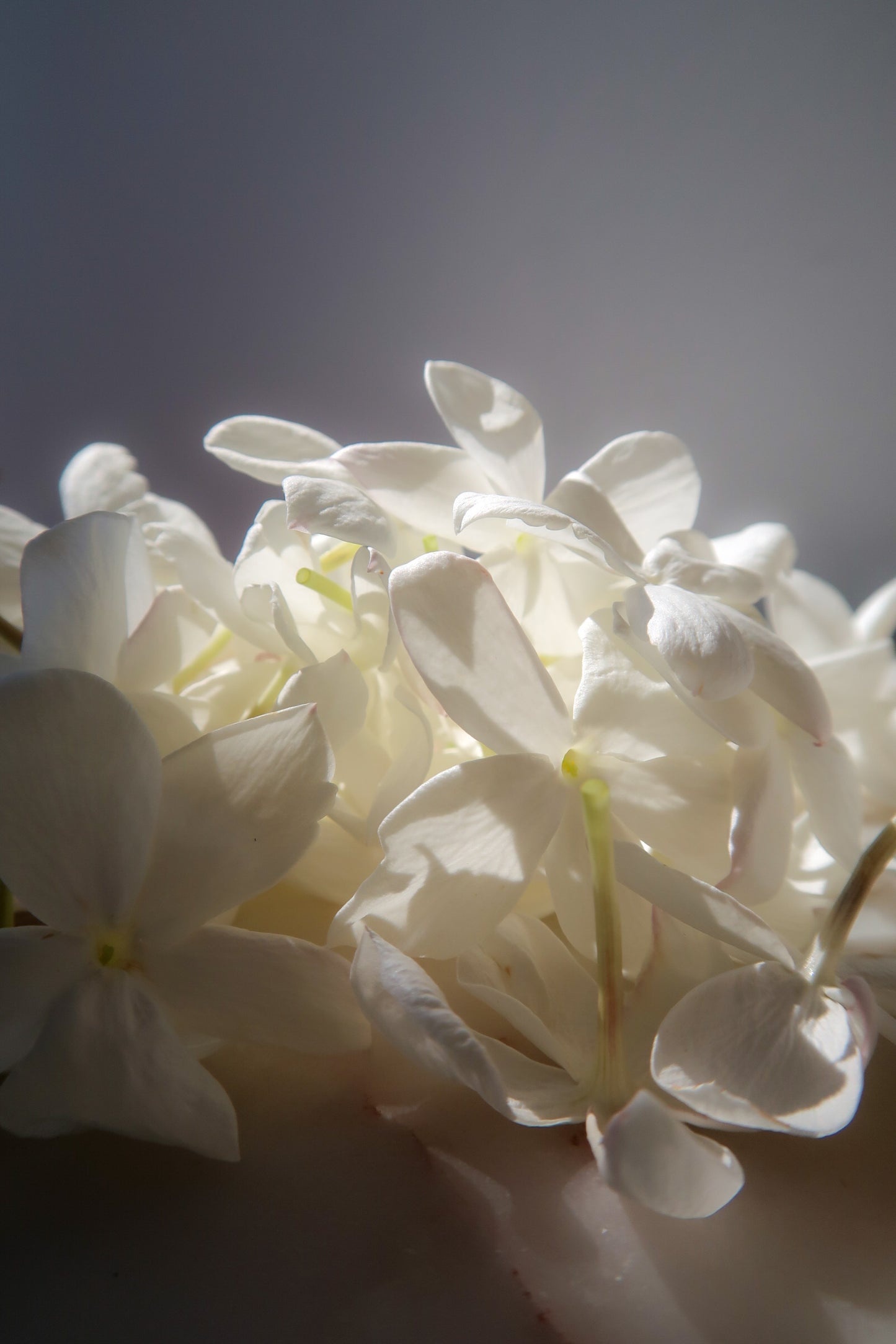 GARDENIA, JASMINE enfleurage / solid aroma