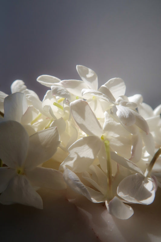 PARALIA / ΠΑΡΑΛΙΑ botanical aroma - part of the olfactive impressions of Cyprus series