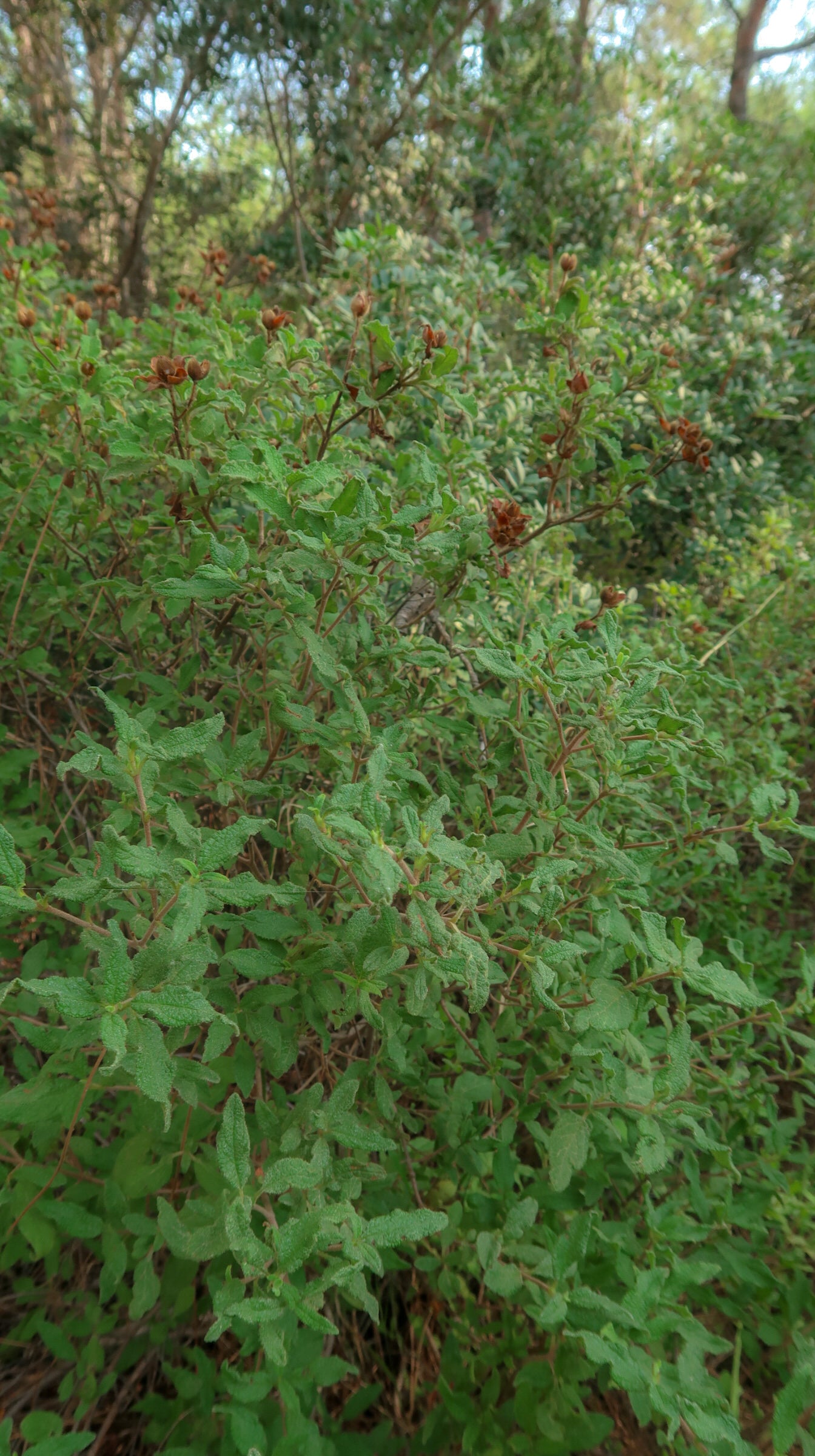 TROODOS / ΤΡΟΟΔΟΣ botanical aroma - part of the olfactive impressions of Cyprus series