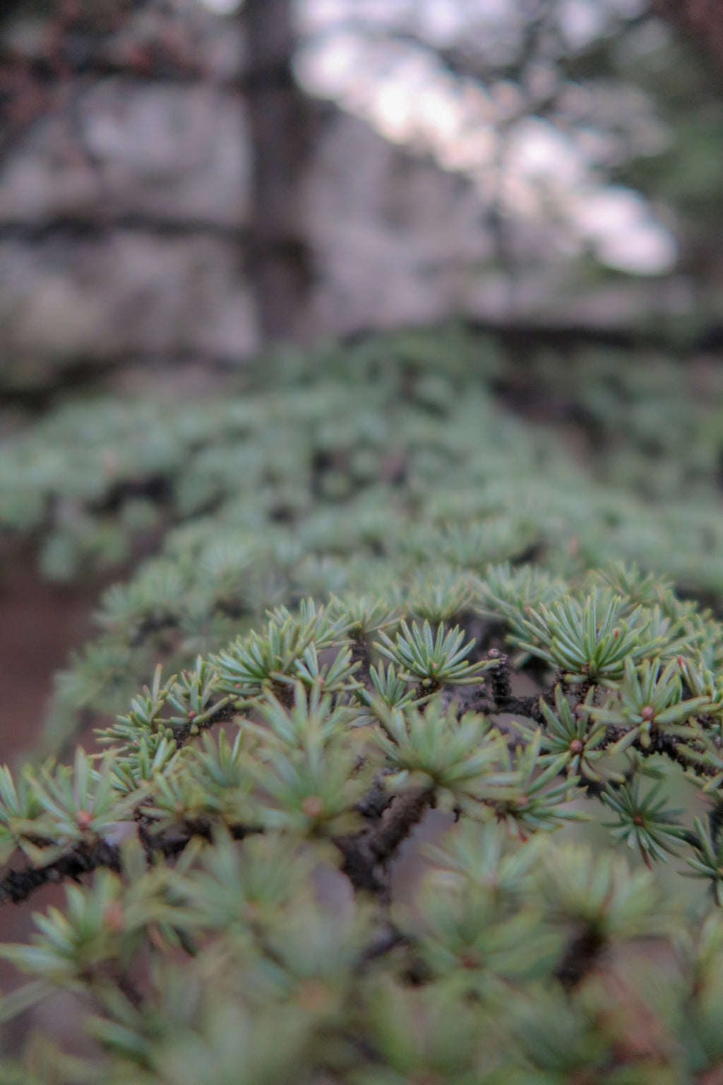 TROODOS / ΤΡΟΟΔΟΣ botanical perfume, winter 2025