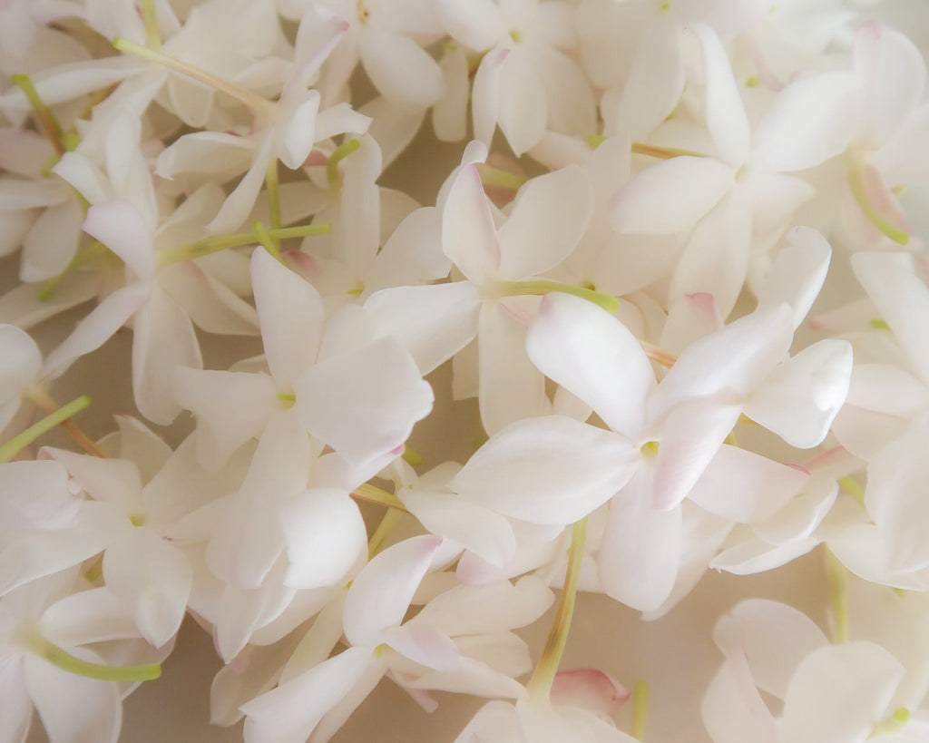 JASMINE enfleurage / solid aroma