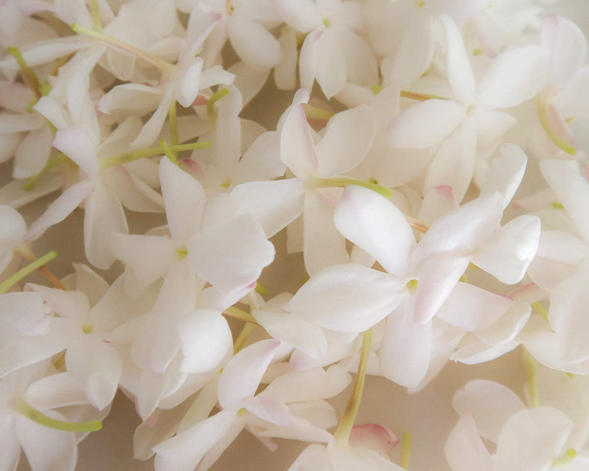 JASMINE enfleurage / solid aroma