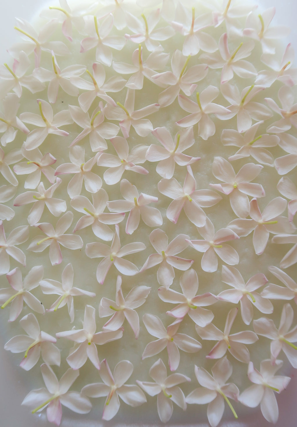 JASMINE, ROSE, MINT enfleurage / solid aroma