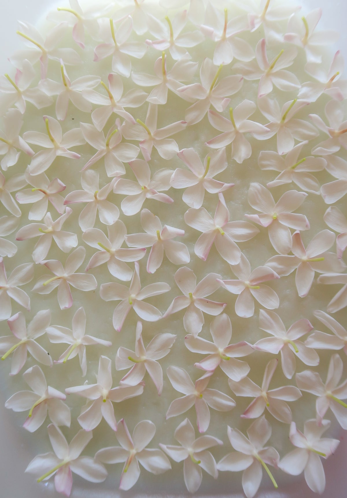 JASMINE, ROSE, MINT enfleurage / solid aroma