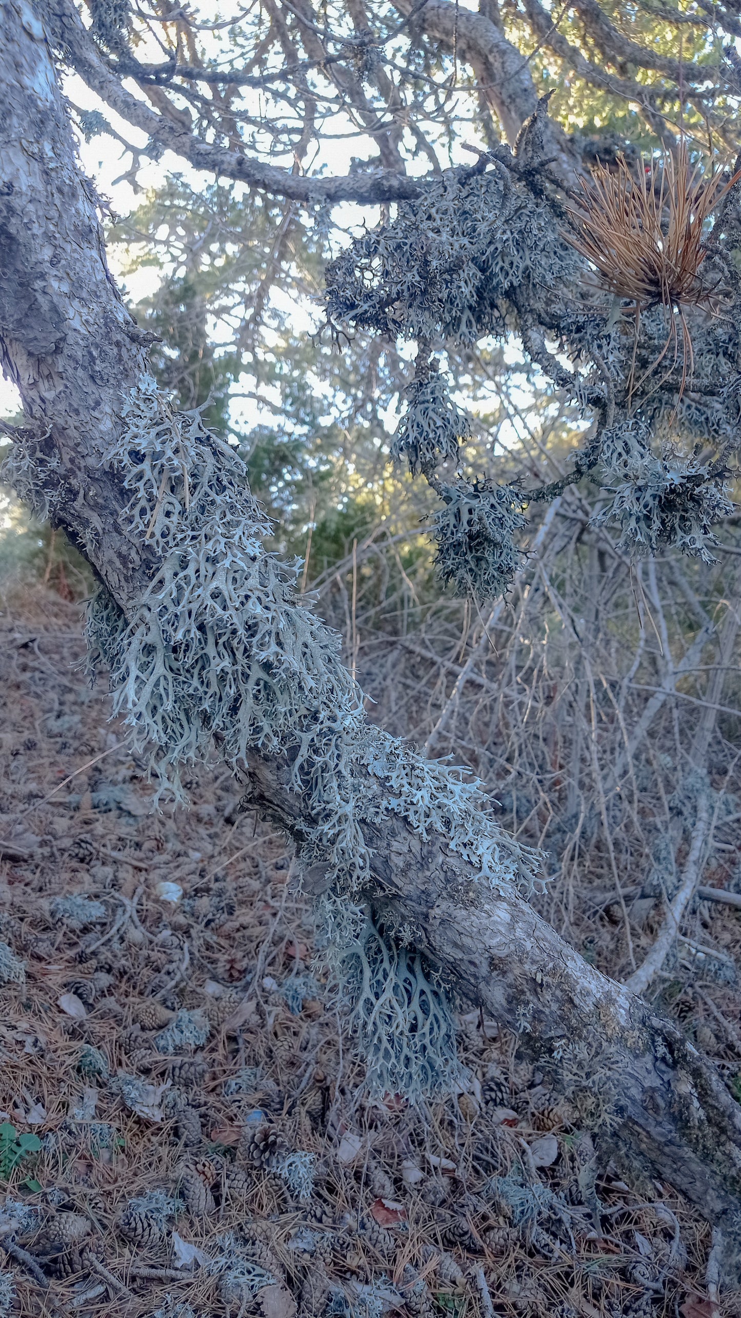 TROODOS / ΤΡΟΟΔΟΣ botanical aroma - part of the olfactive impressions of Cyprus series