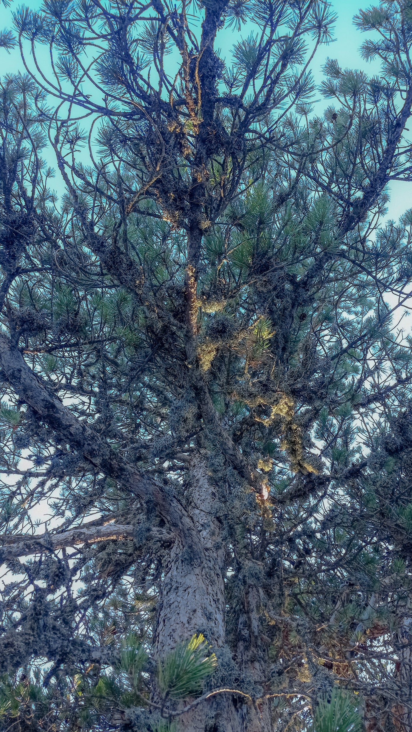 TROODOS / ΤΡΟΟΔΟΣ botanical aroma - part of the olfactive impressions of Cyprus series