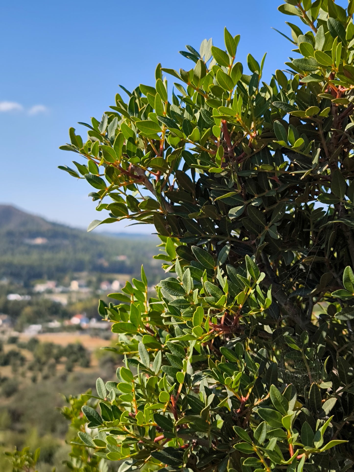 PYRGA / ΠΥΡΓΑ botanical aroma - part of the olfactive impressions of Cyprus series