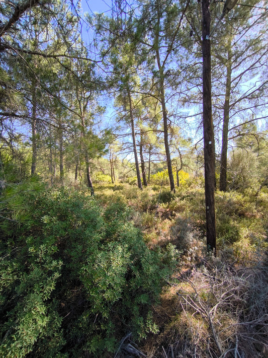 PYRGA / ΠΥΡΓΑ botanical aroma - part of the olfactive impressions of Cyprus series