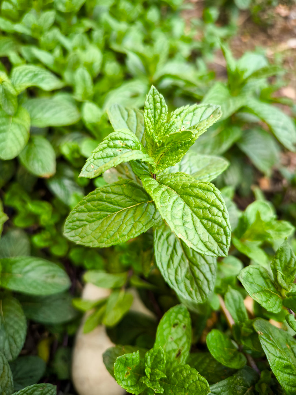 CYPRUS MINT (Spearmint) HYDROSOL / Mentha spicata plant water