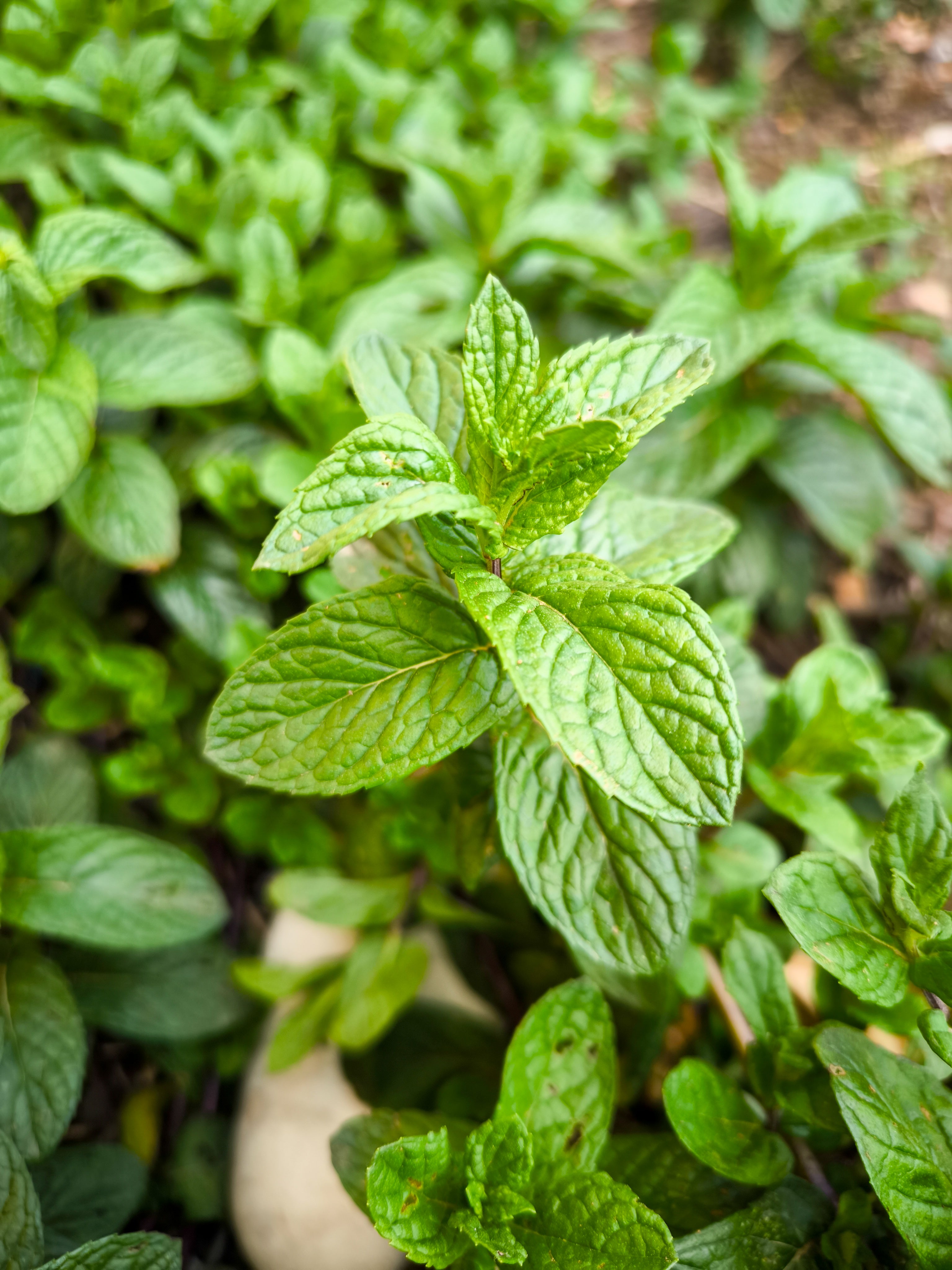 CYPRUS MINT (Spearmint) HYDROSOL / Mentha spicata plant water