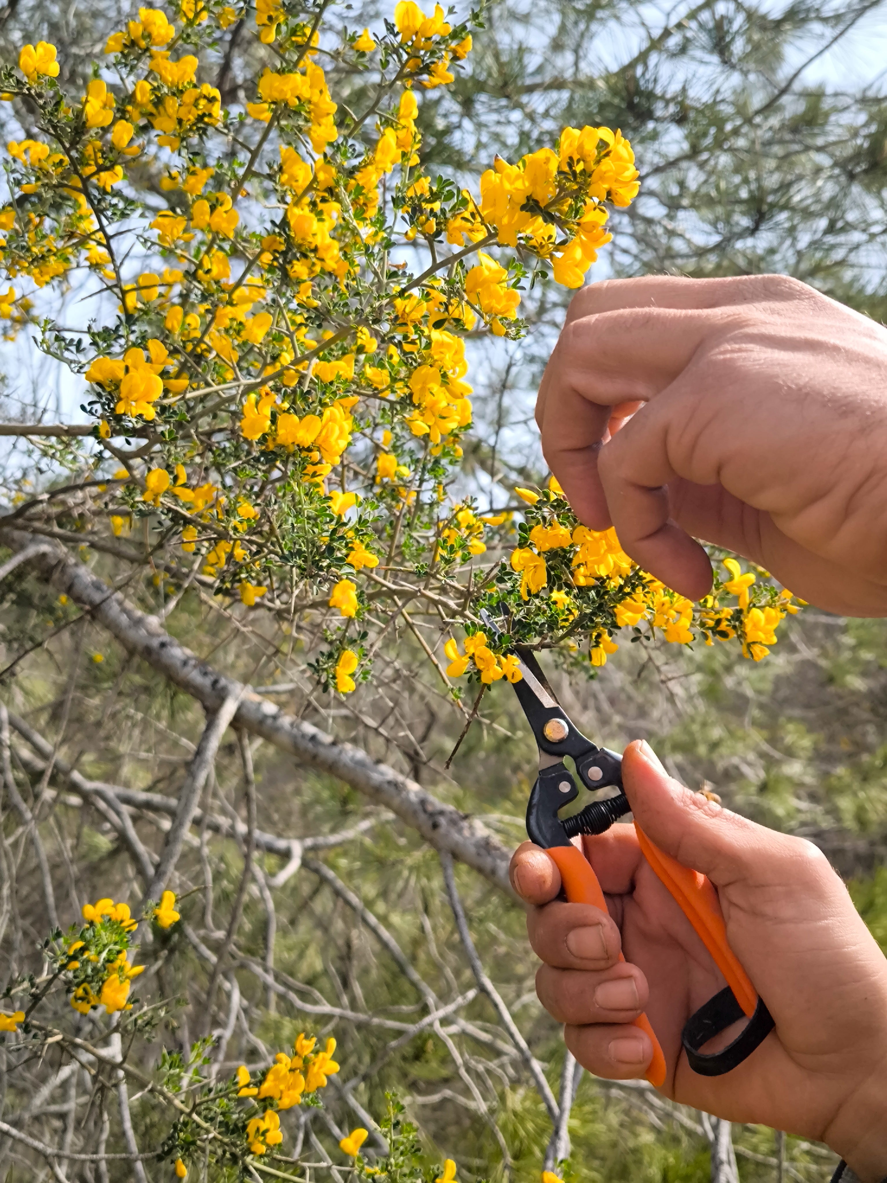 THORNY BROOM HYDROSOL / Calycotome villosa plant water