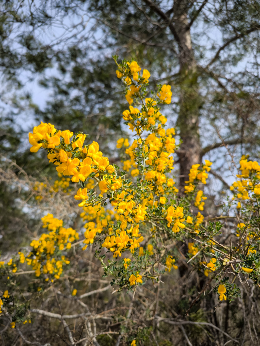 THORNY BROOM HYDROSOL / Calycotome villosa plant water