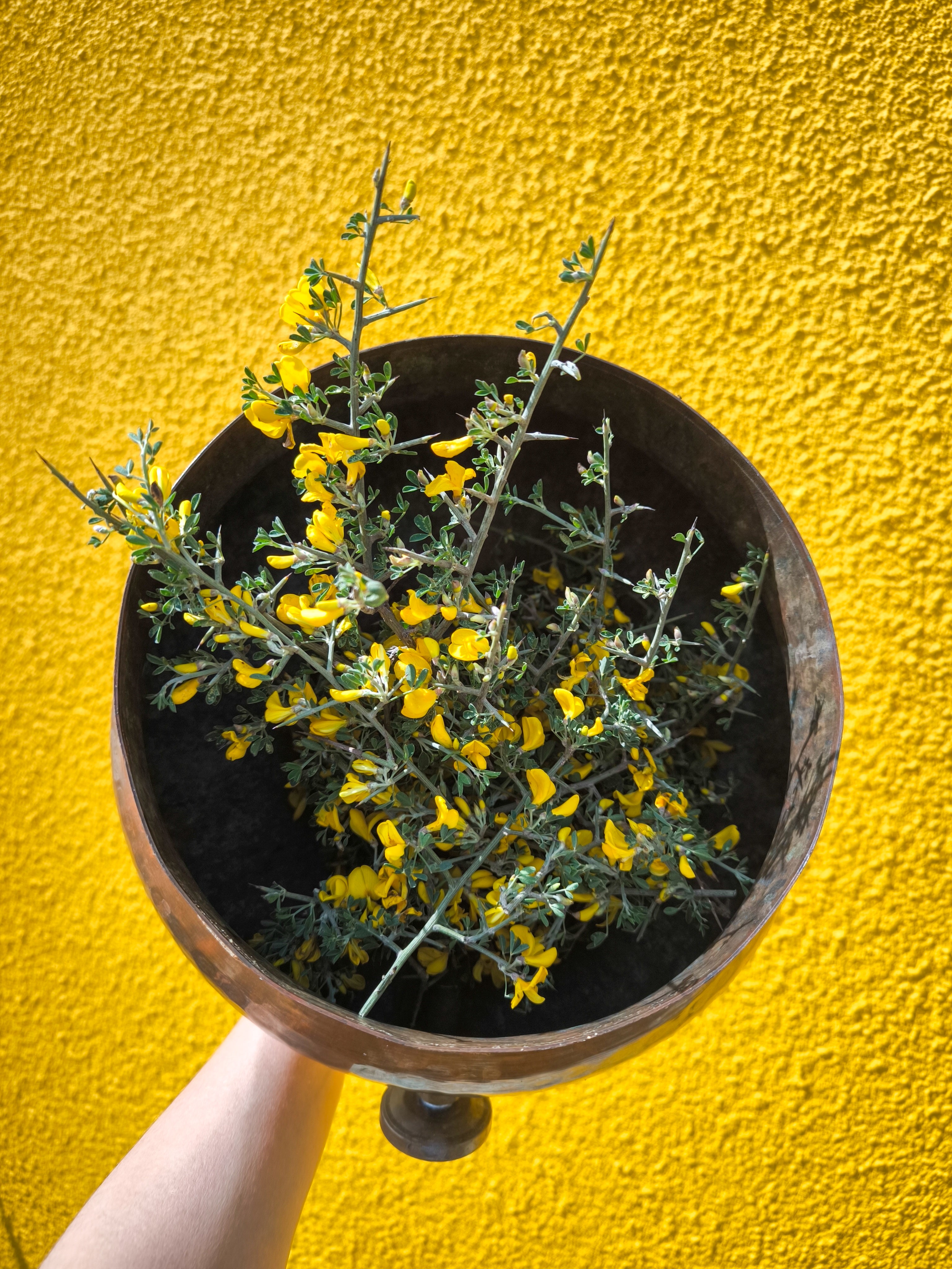 THORNY BROOM HYDROSOL / Calycotome villosa plant water