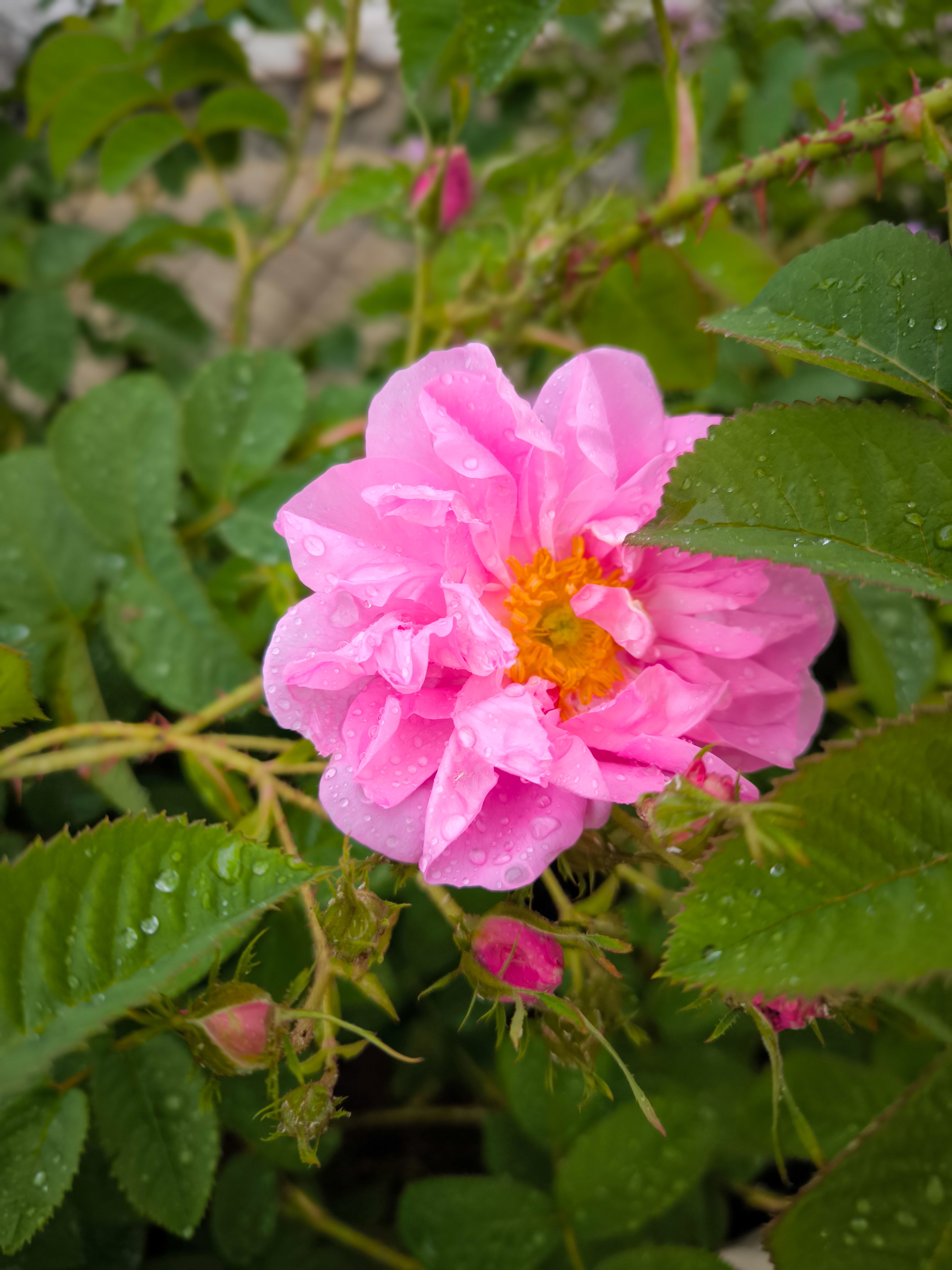 ROSE enfleurage / solid aroma
