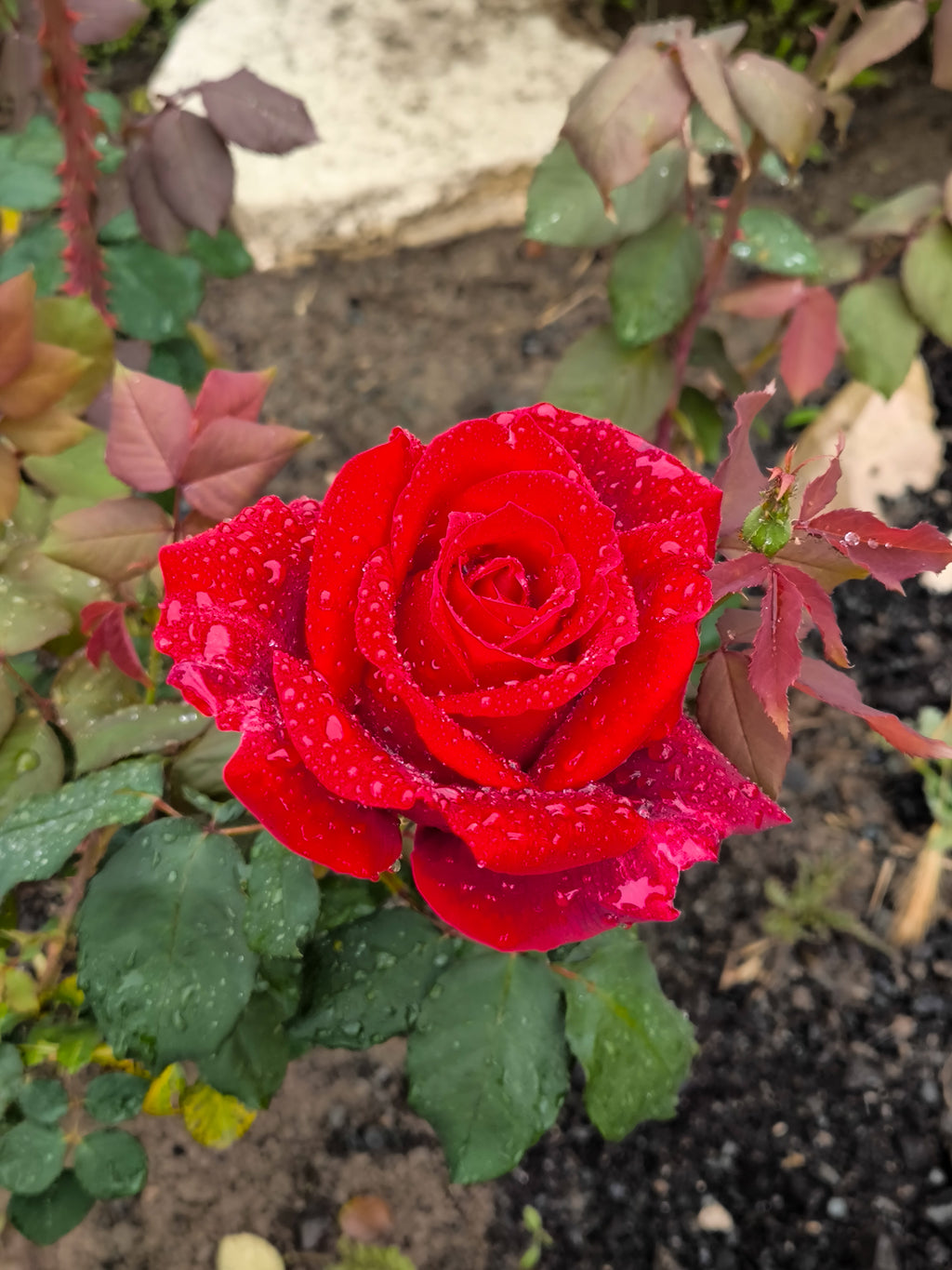 ROSE enfleurage / solid aroma