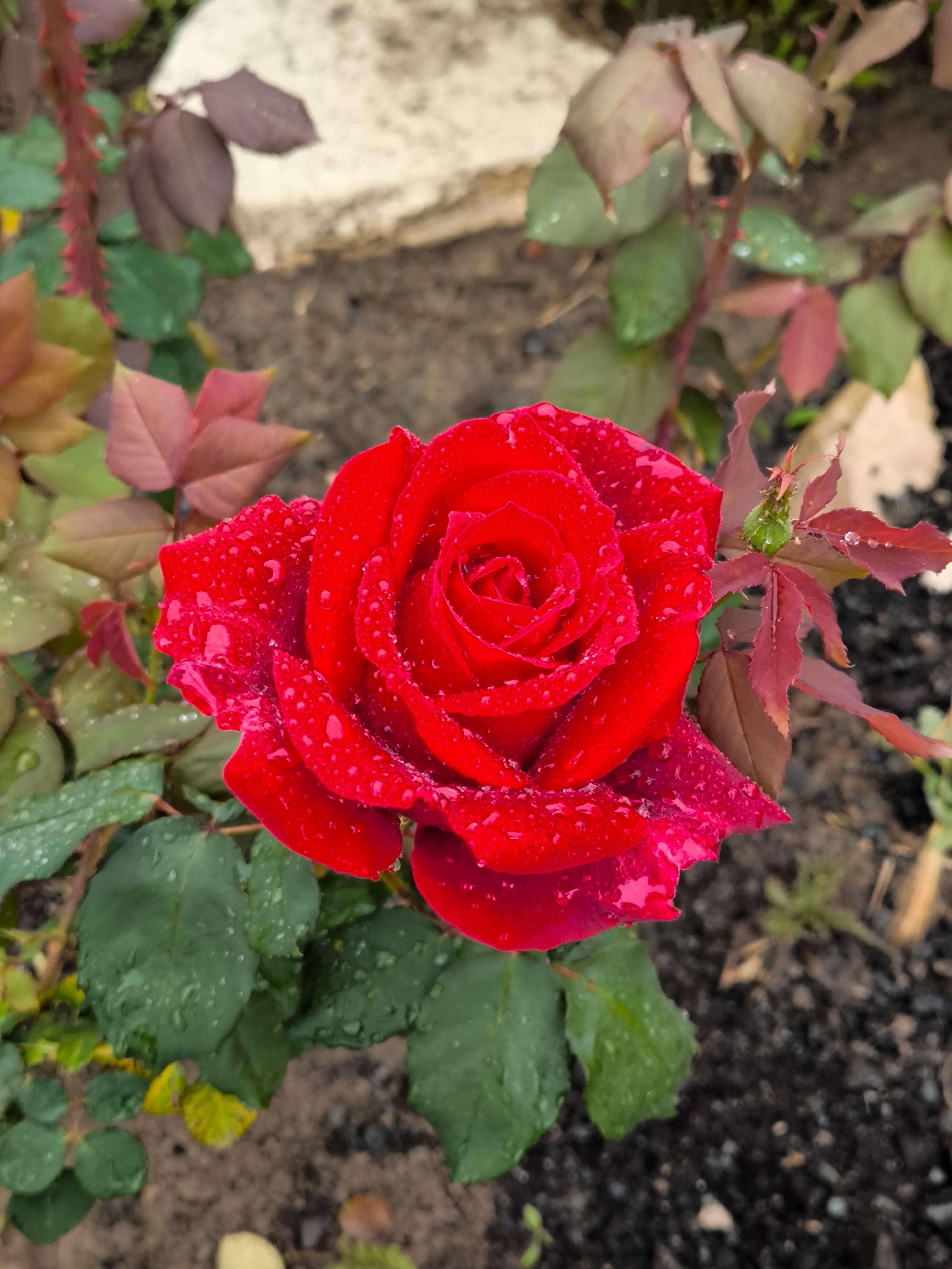 ROSE enfleurage / solid aroma