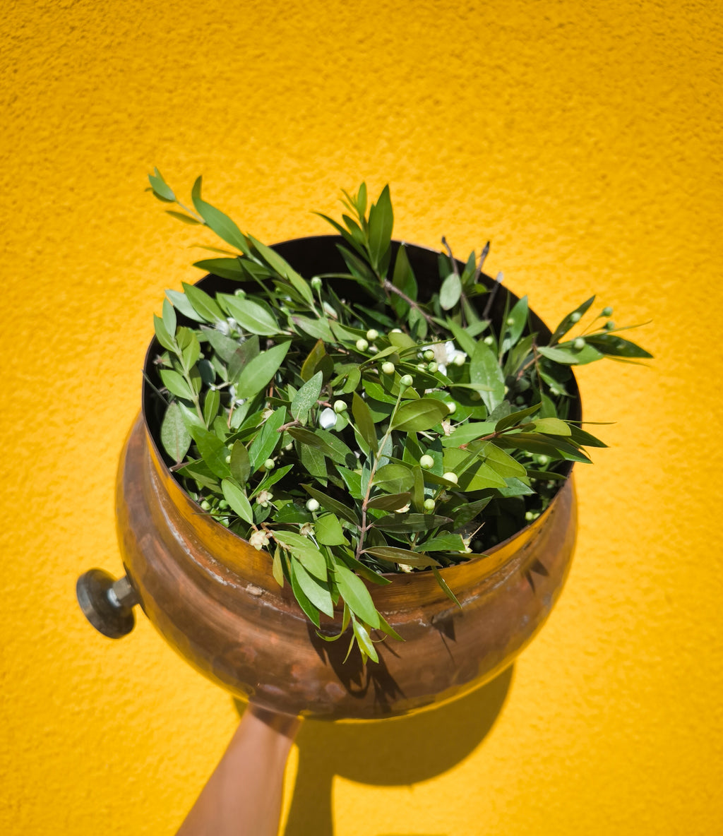 MYRTLE HYDROSOL / Myrtus communis plant water