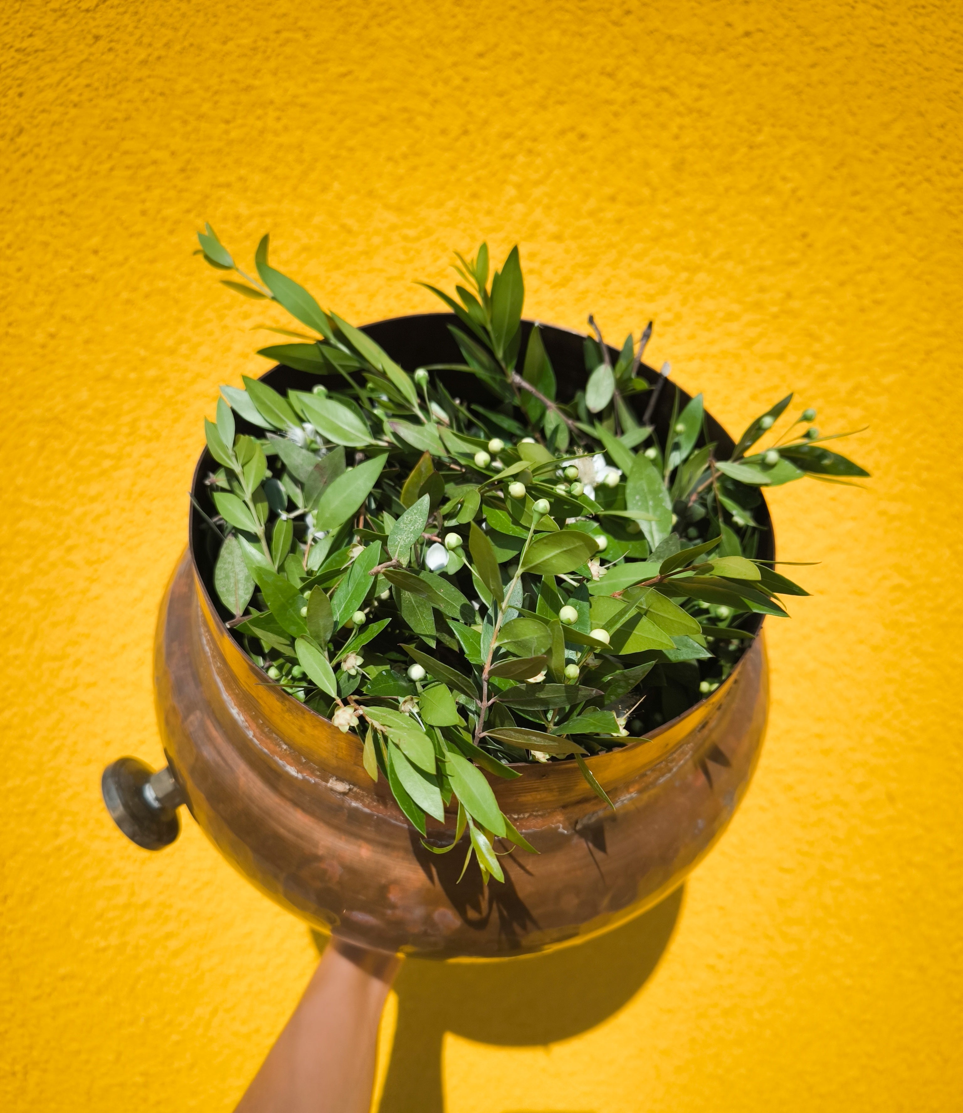 MYRTLE HYDROSOL / Myrtus communis plant water
