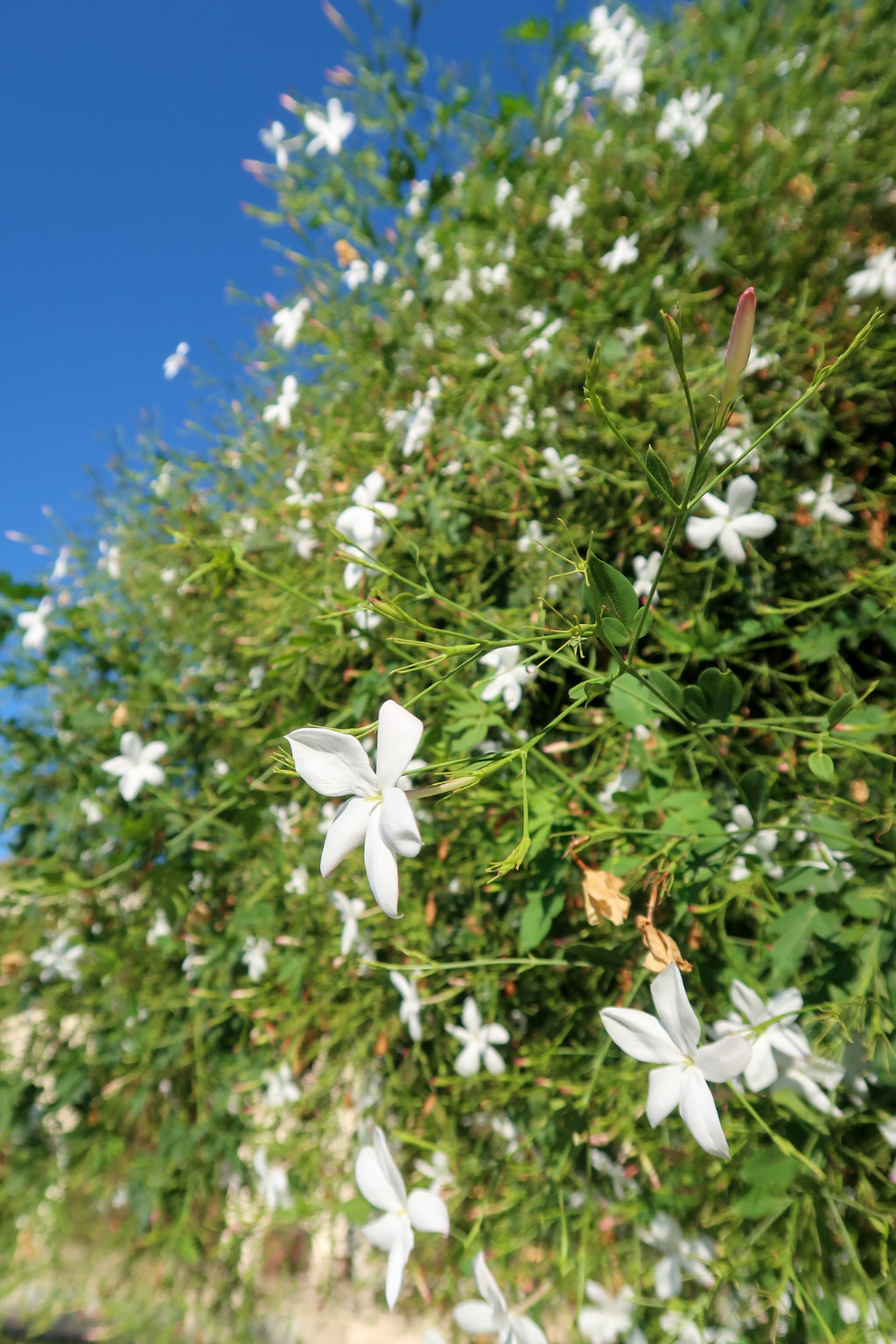 PARALIA / ΠΑΡΑΛΙΑ botanical perfume, summer 2026