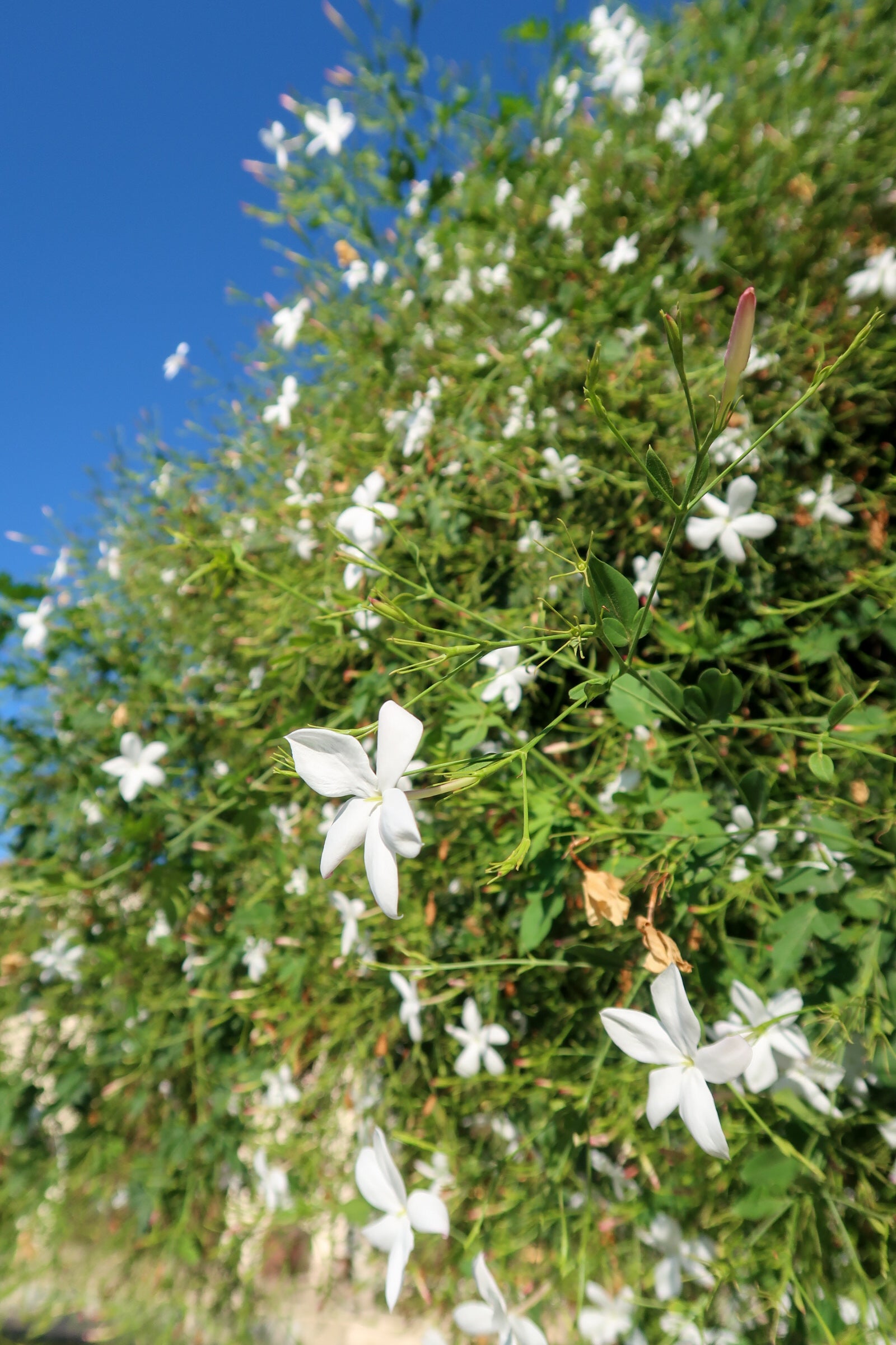 PARALIA / ΠΑΡΑΛΙΑ botanical perfume, summer 2026