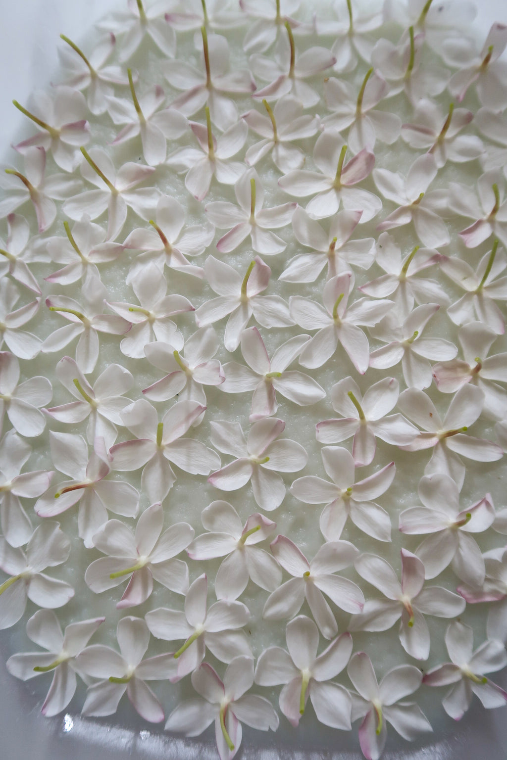 PARALIA / ΠΑΡΑΛΙΑ botanical perfume, summer 2026