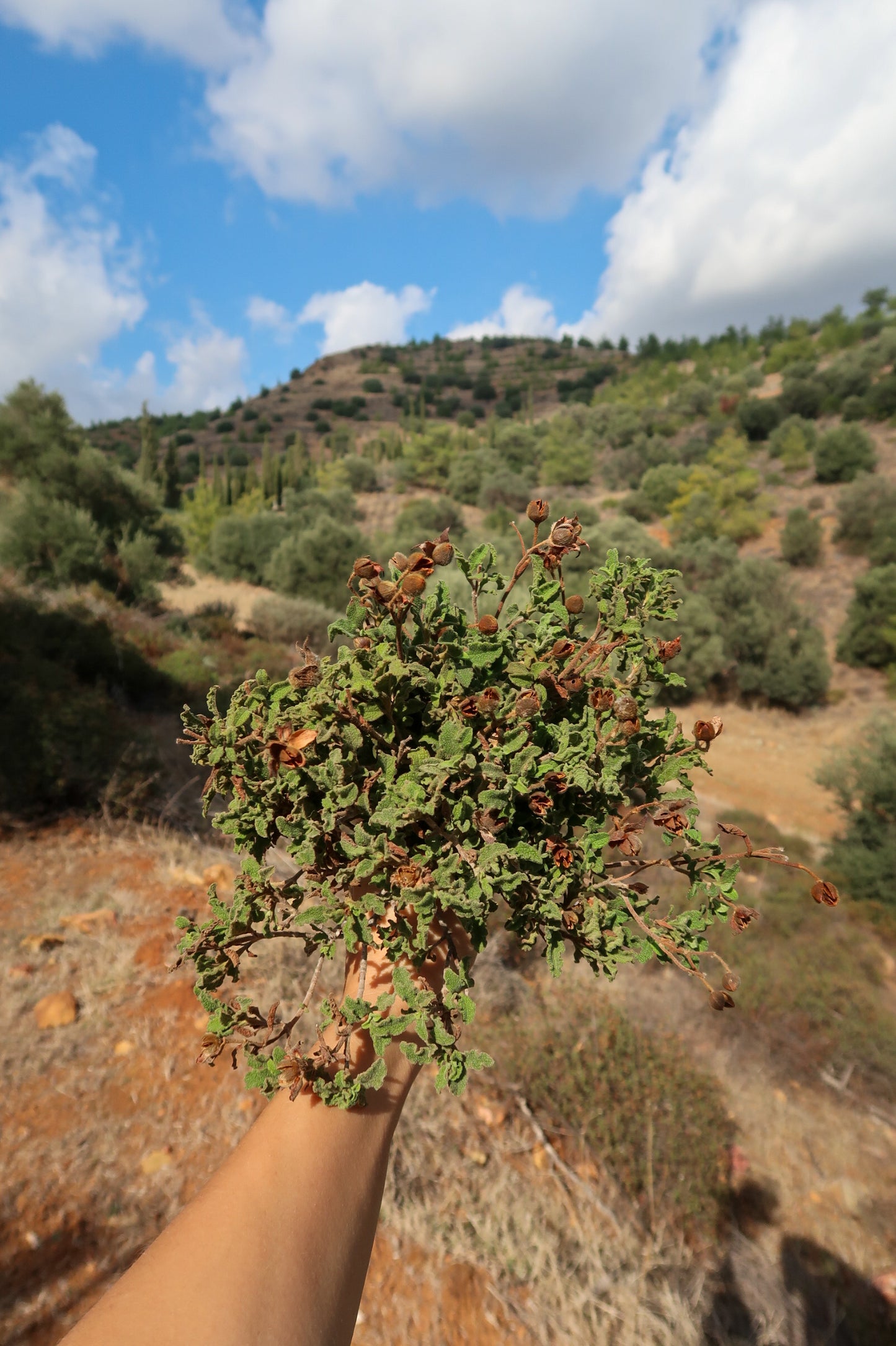 PYRGA / ΠΥΡΓΑ botanical aroma - part of the olfactive impressions of Cyprus series