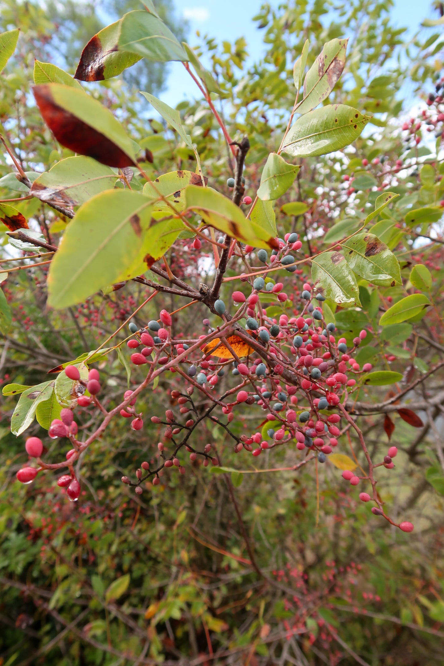 PYRGA / ΠΥΡΓΑ botanical aroma - part of the olfactive impressions of Cyprus series