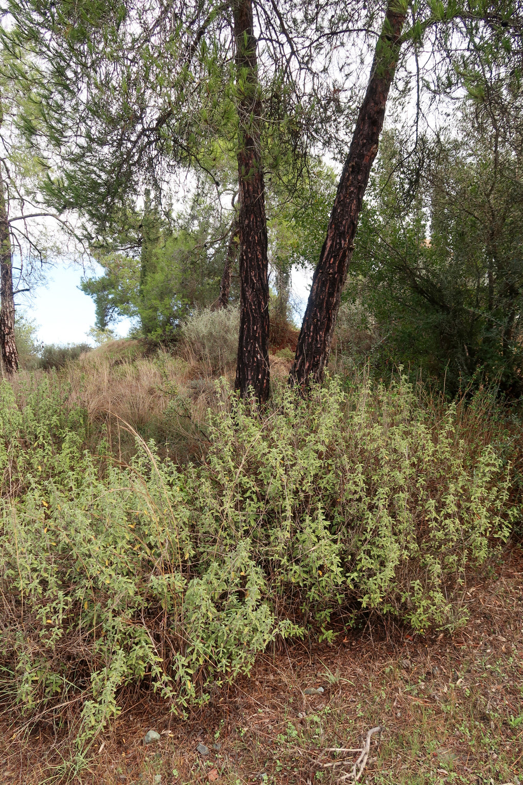 PYRGA / ΠΥΡΓΑ botanical perfume, autumn 2025